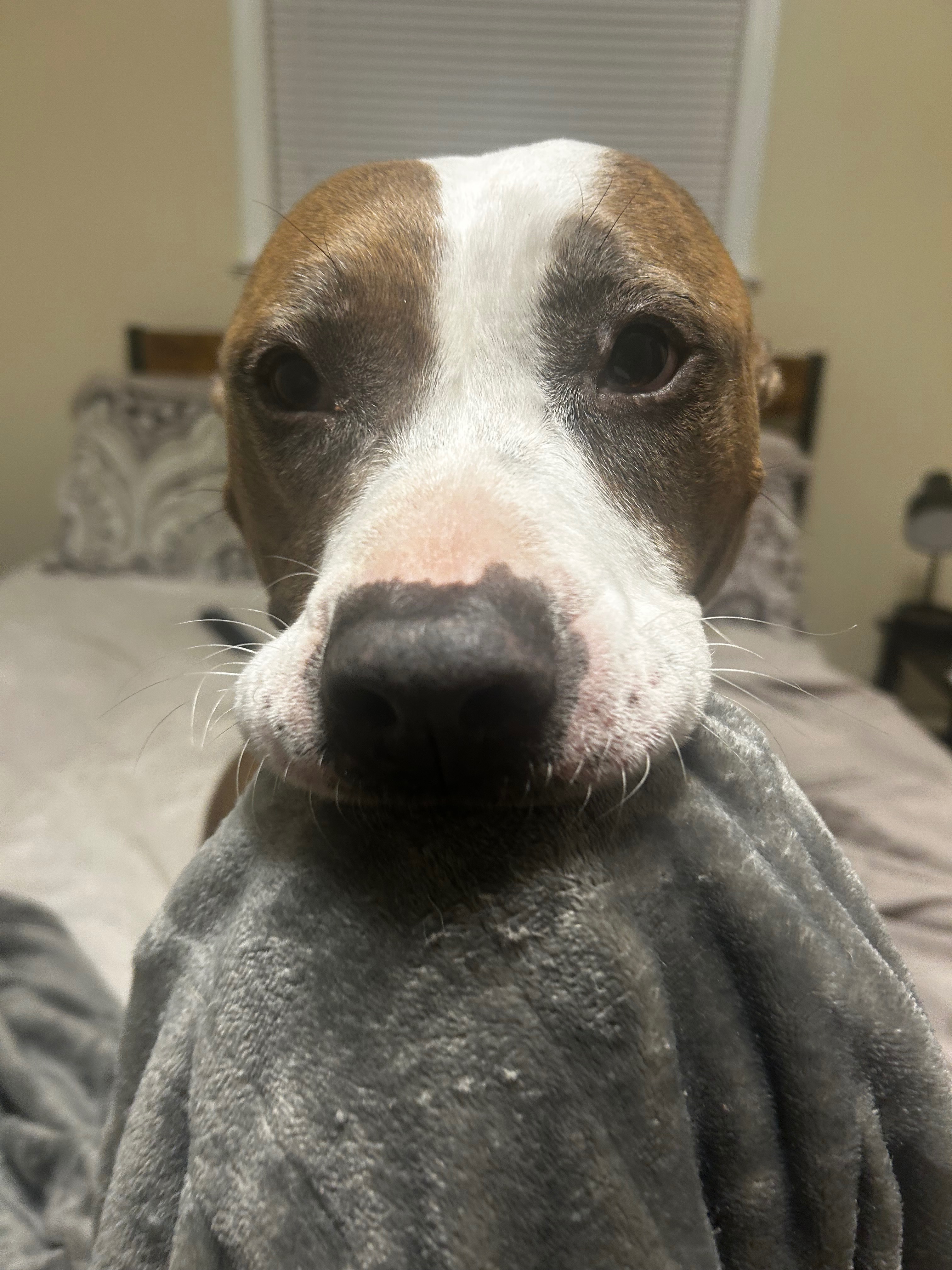 Help Moose Get Life-Saving Surgery campaign photo, 4 of 8