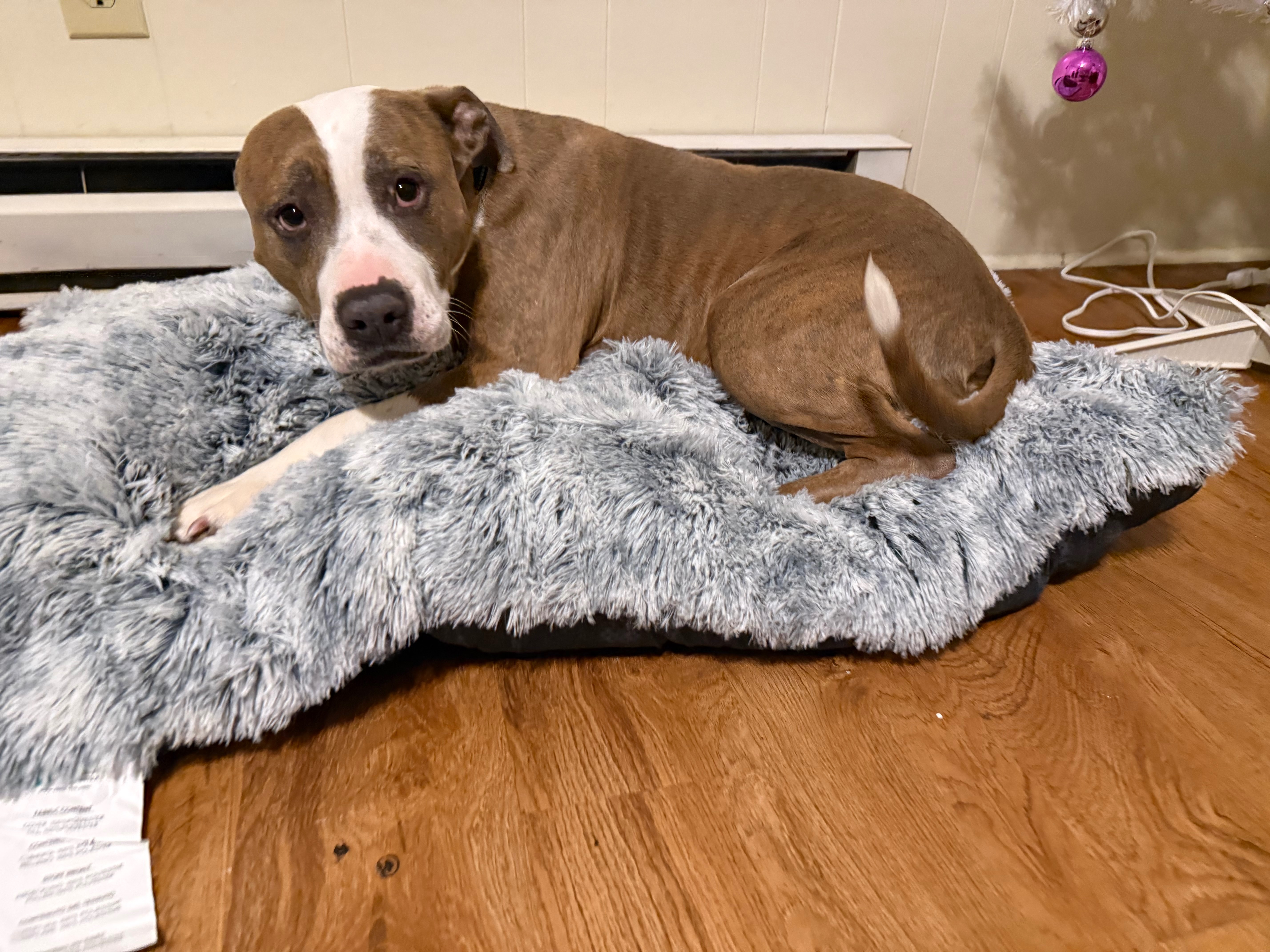 Help Moose Get Life-Saving Surgery campaign photo, 5 of 8