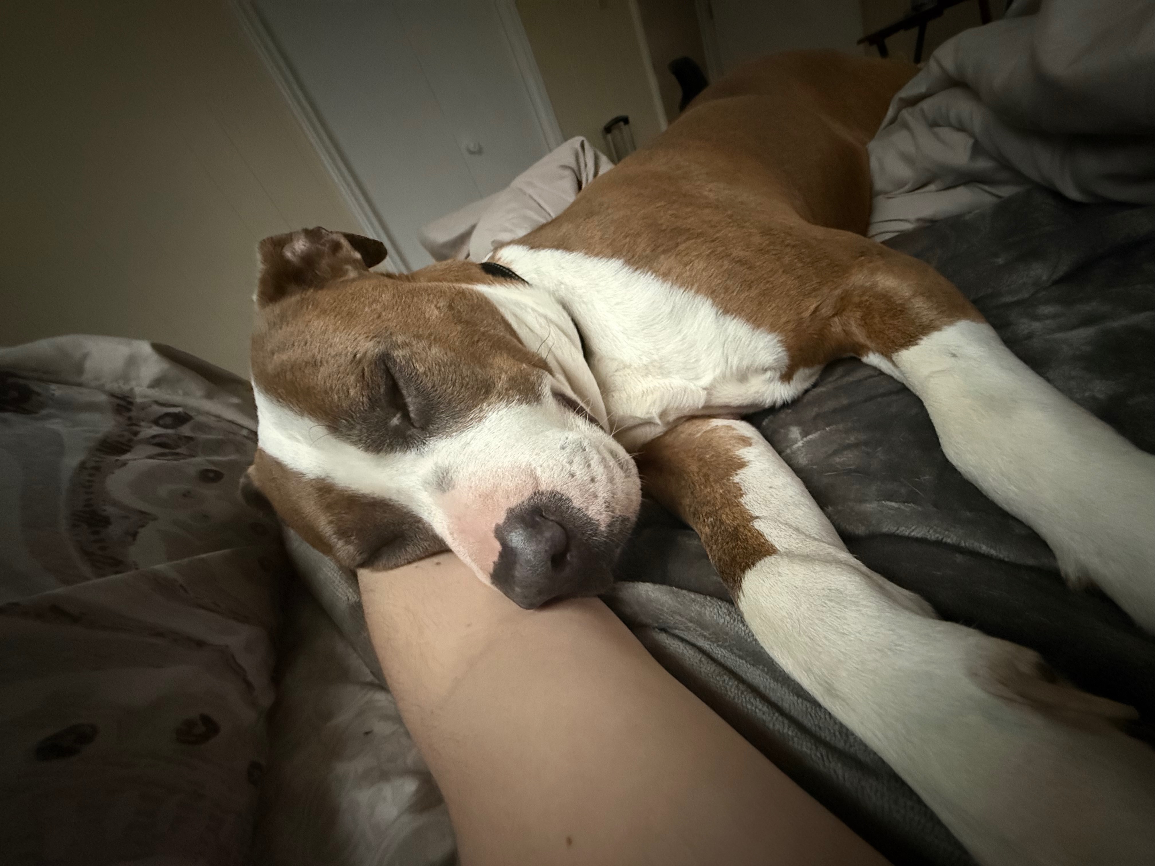 Help Moose Get Life-Saving Surgery campaign photo, 6 of 8