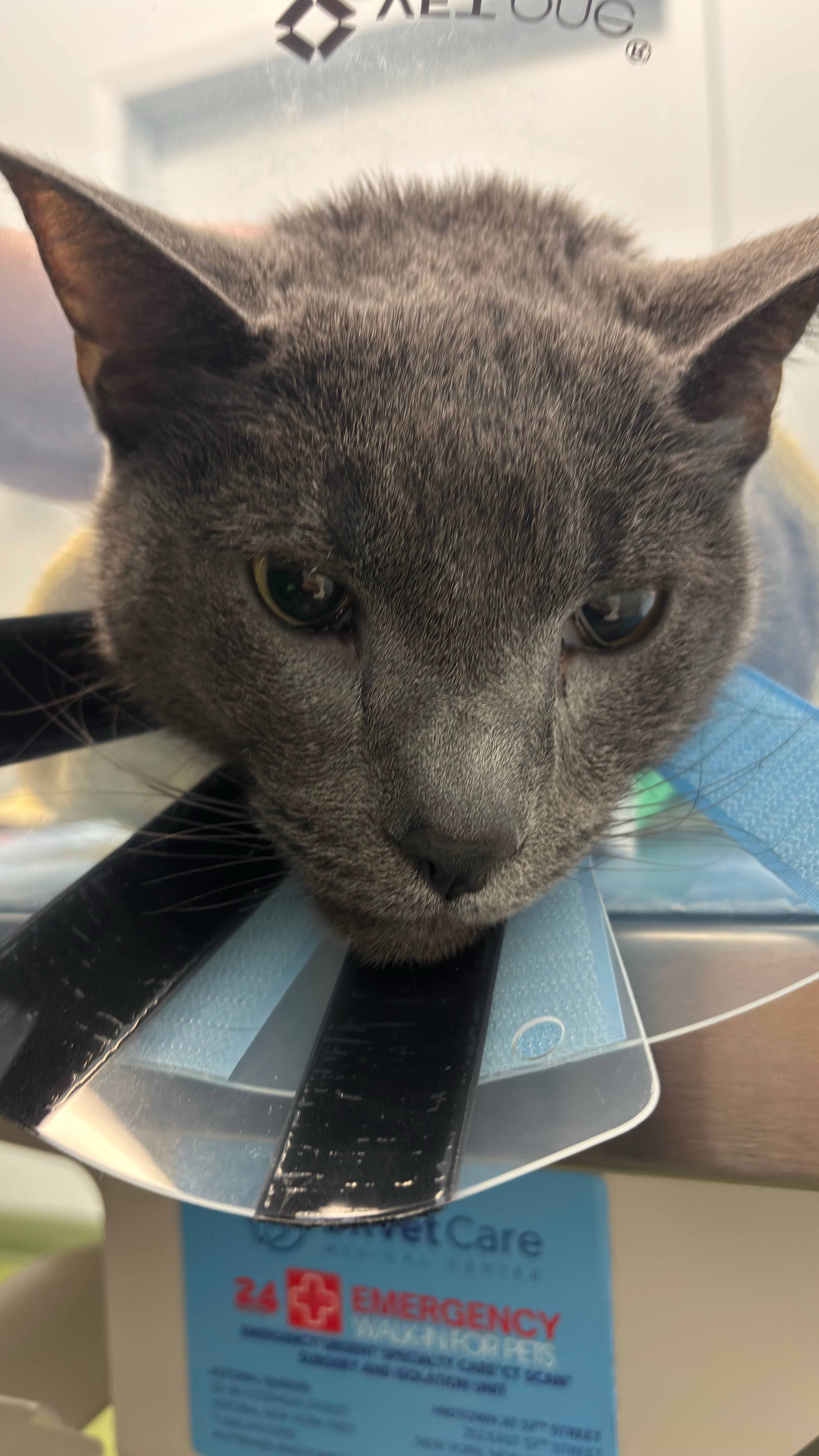 Care for Ichigo's Surgery and Recovery campaign photo, 2 of 4