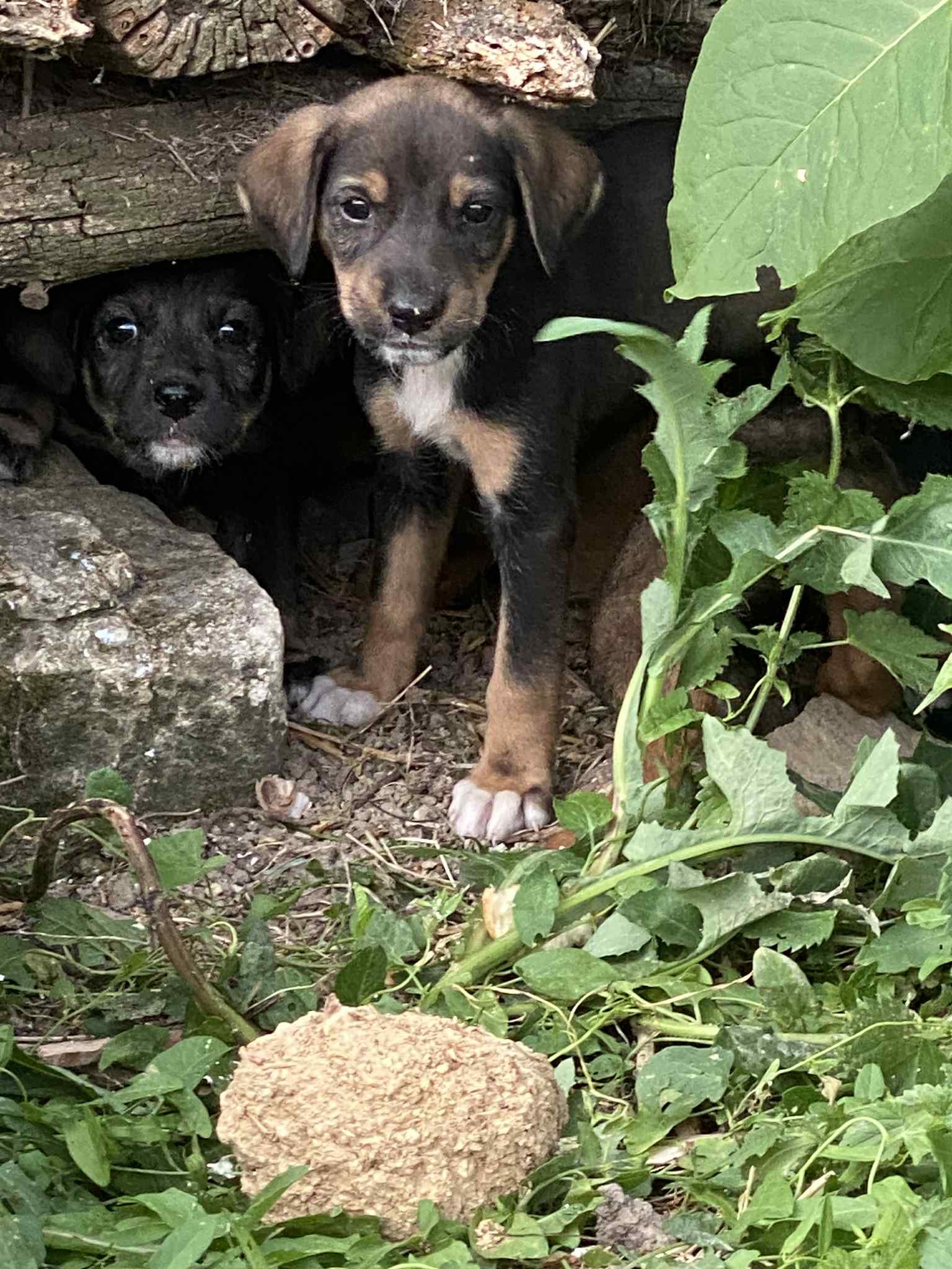 Kathleen’s Paws Prevention Fund – Veliko Tarnovo campaign photo, 7 of 8