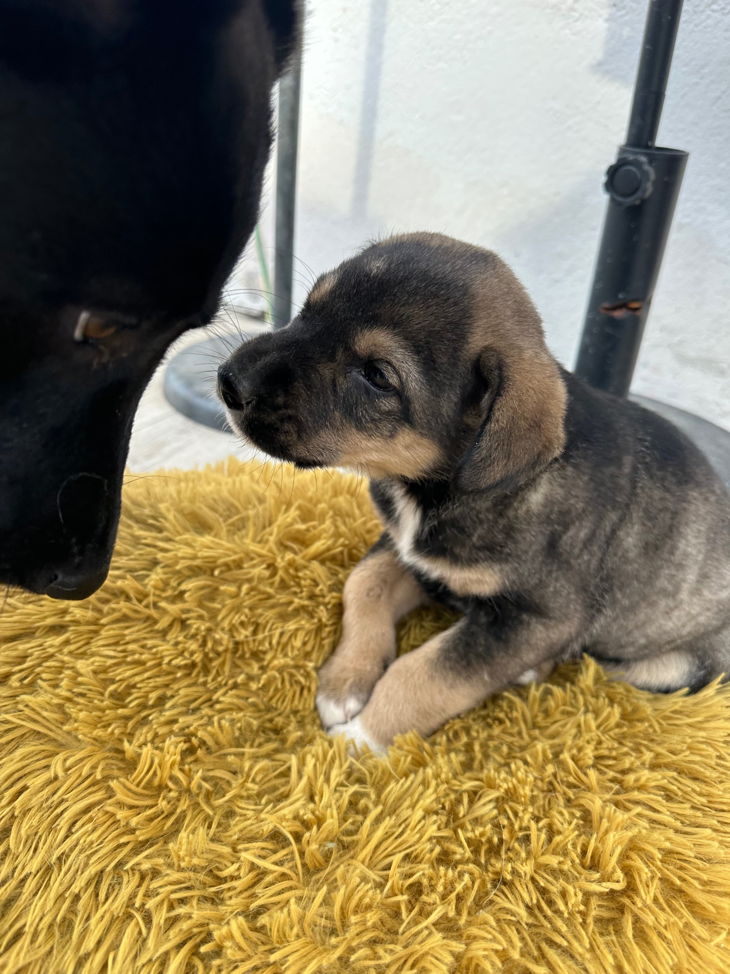 Kathleen’s Paws Prevention Fund – Veliko Tarnovo campaign photo, 4 of 8