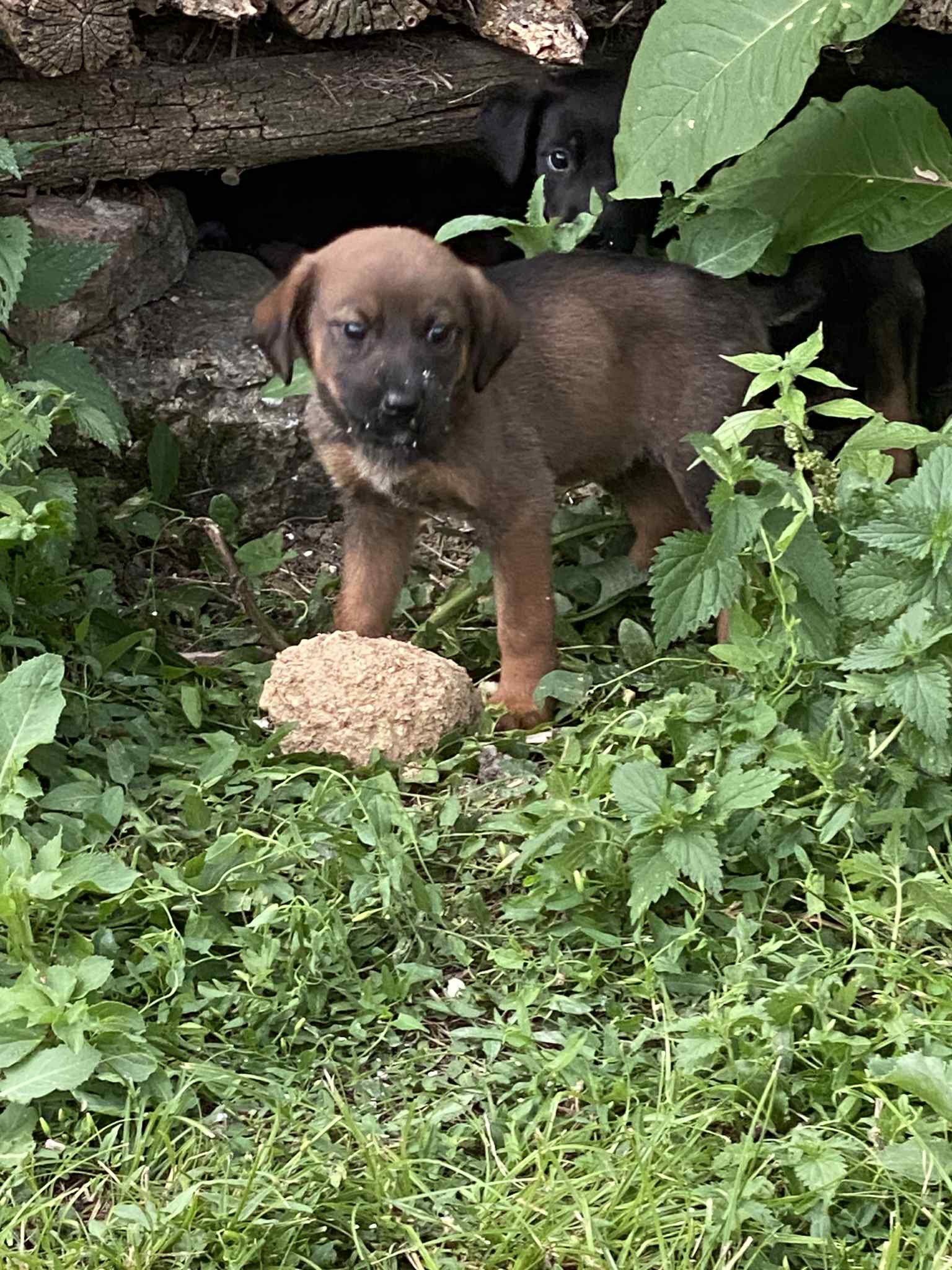 Kathleen’s Paws Prevention Fund – Veliko Tarnovo campaign photo, 5 of 8