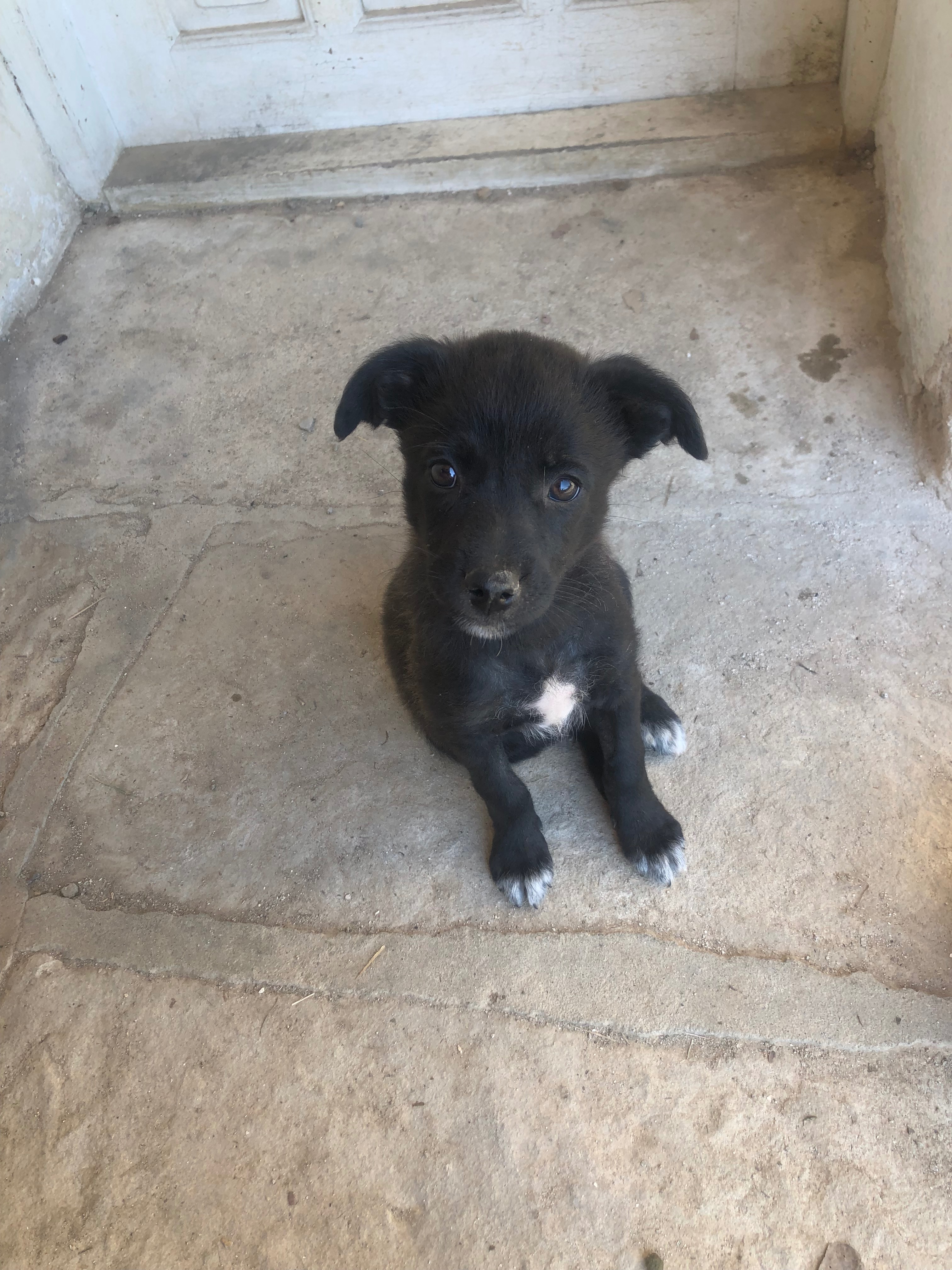 Kathleen’s Paws Prevention Fund – Veliko Tarnovo campaign photo, 6 of 8