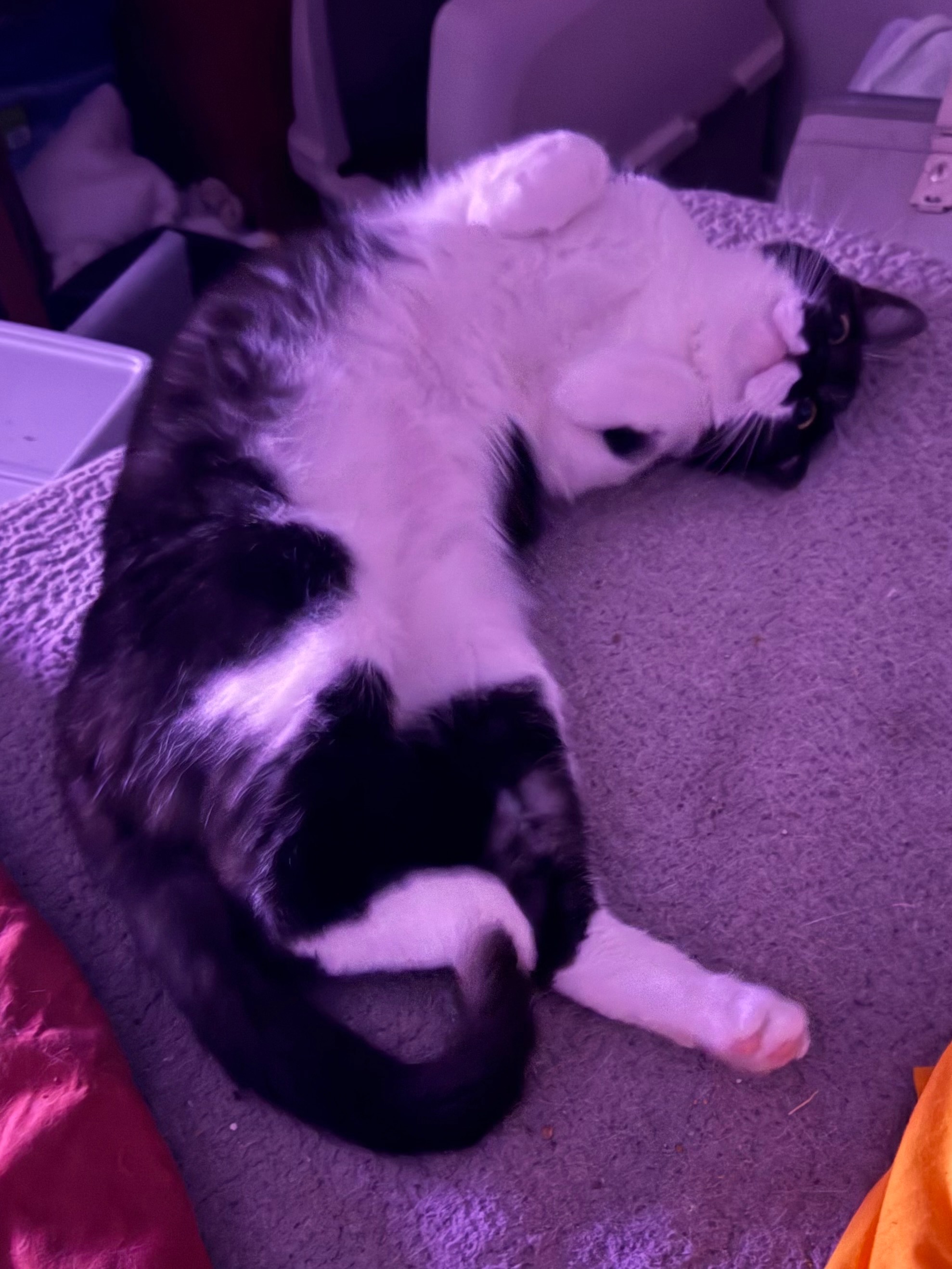 Chub vs. FIP - Round 3: FIGHT! campaign photo, 7 of 8