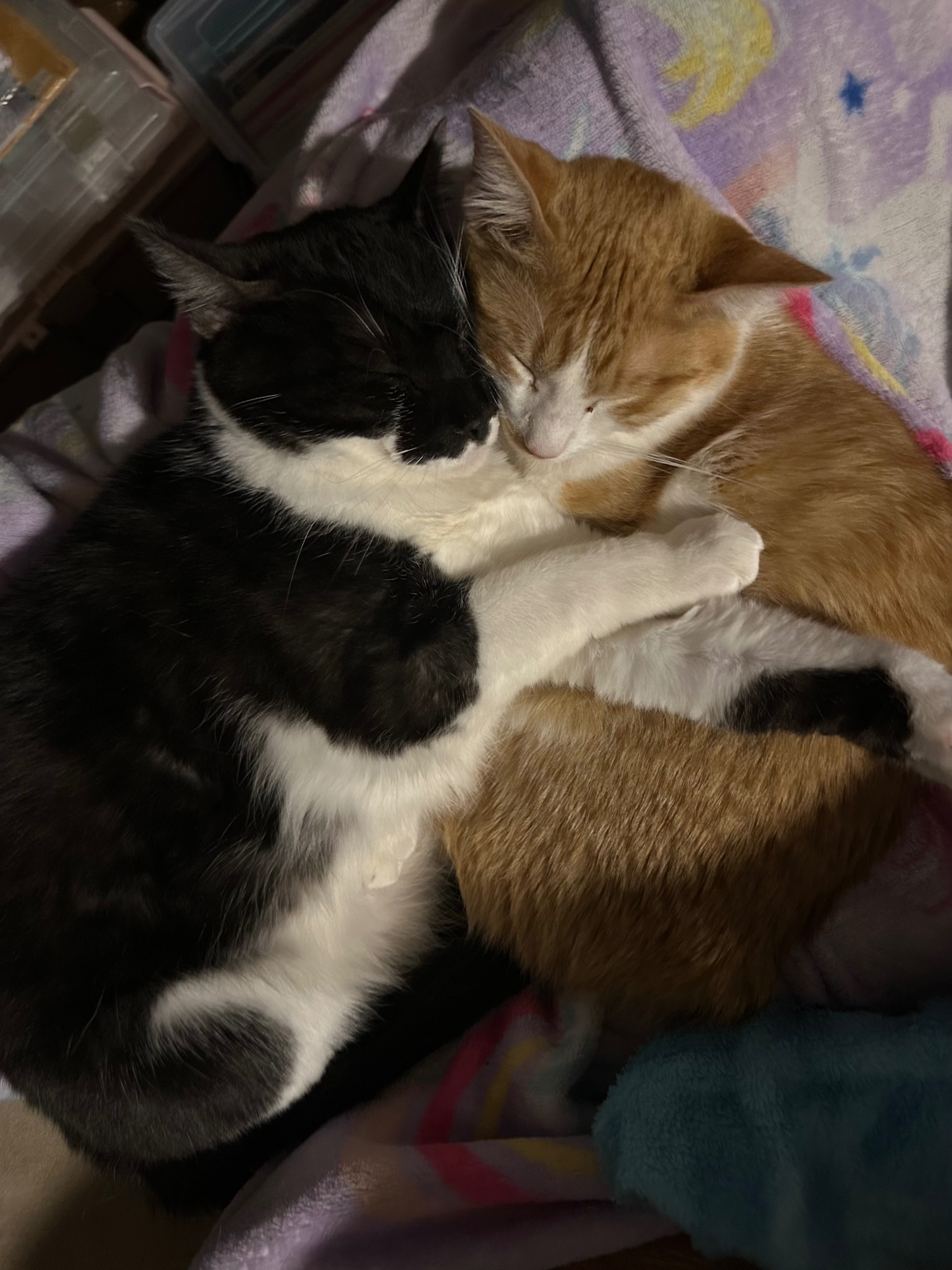 Chub vs. FIP - Round 3: FIGHT! campaign photo, 4 of 8