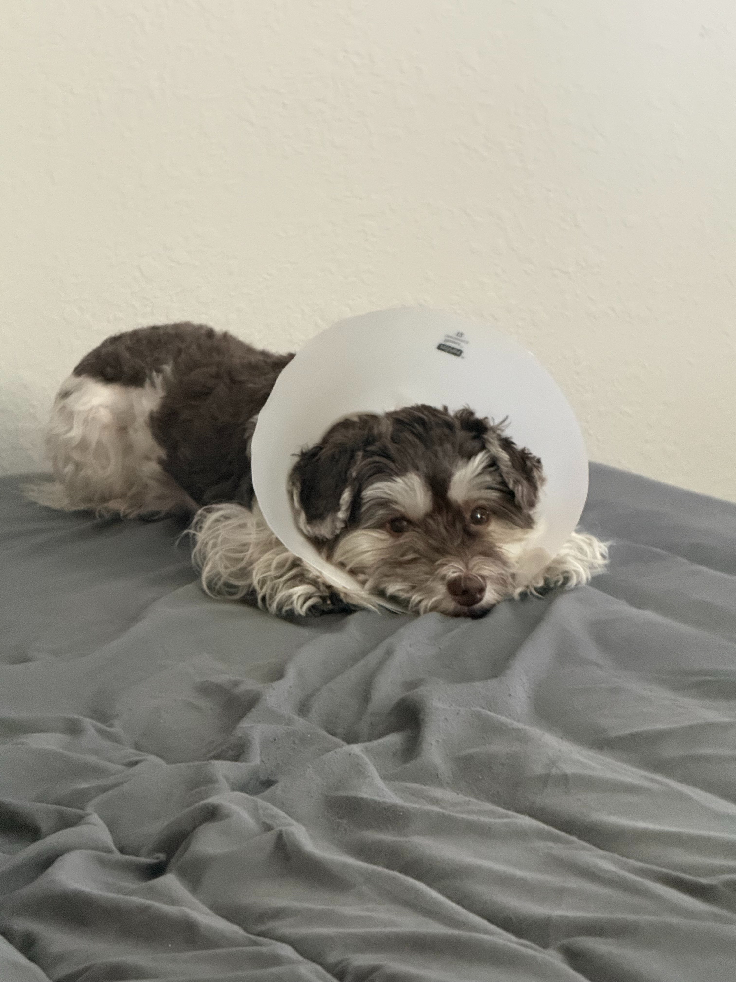 Help Me Save My Dog and Keep Us Safe This Christmas campaign photo, 4 of 5