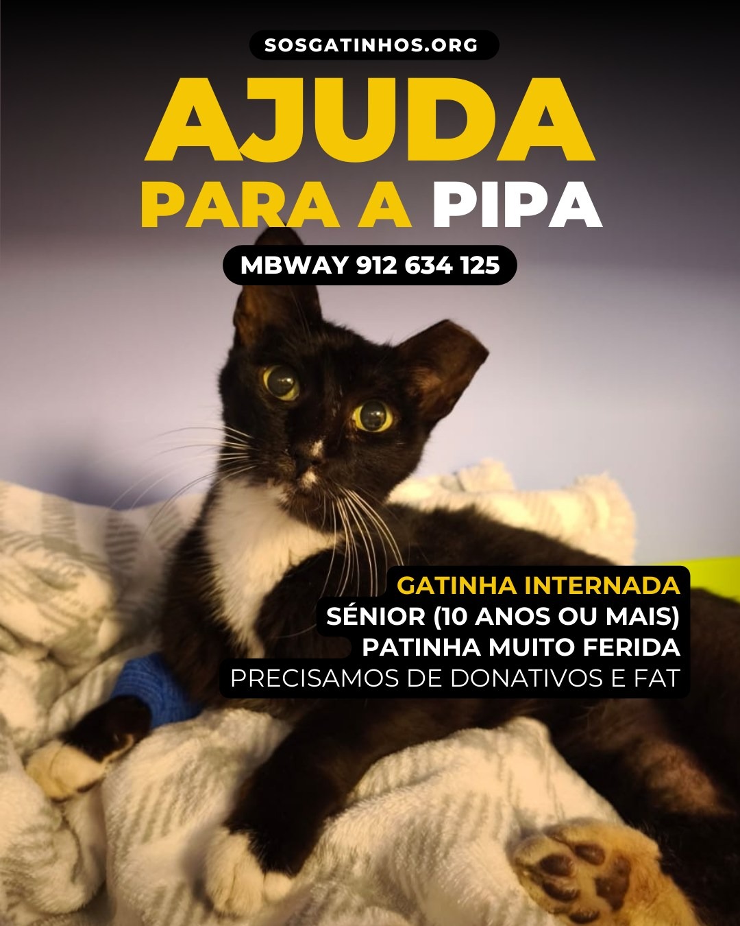 SOS Gatinhos - Setúbal: Ajuda com dívidas veterinárias campaign photo, 4 of 8