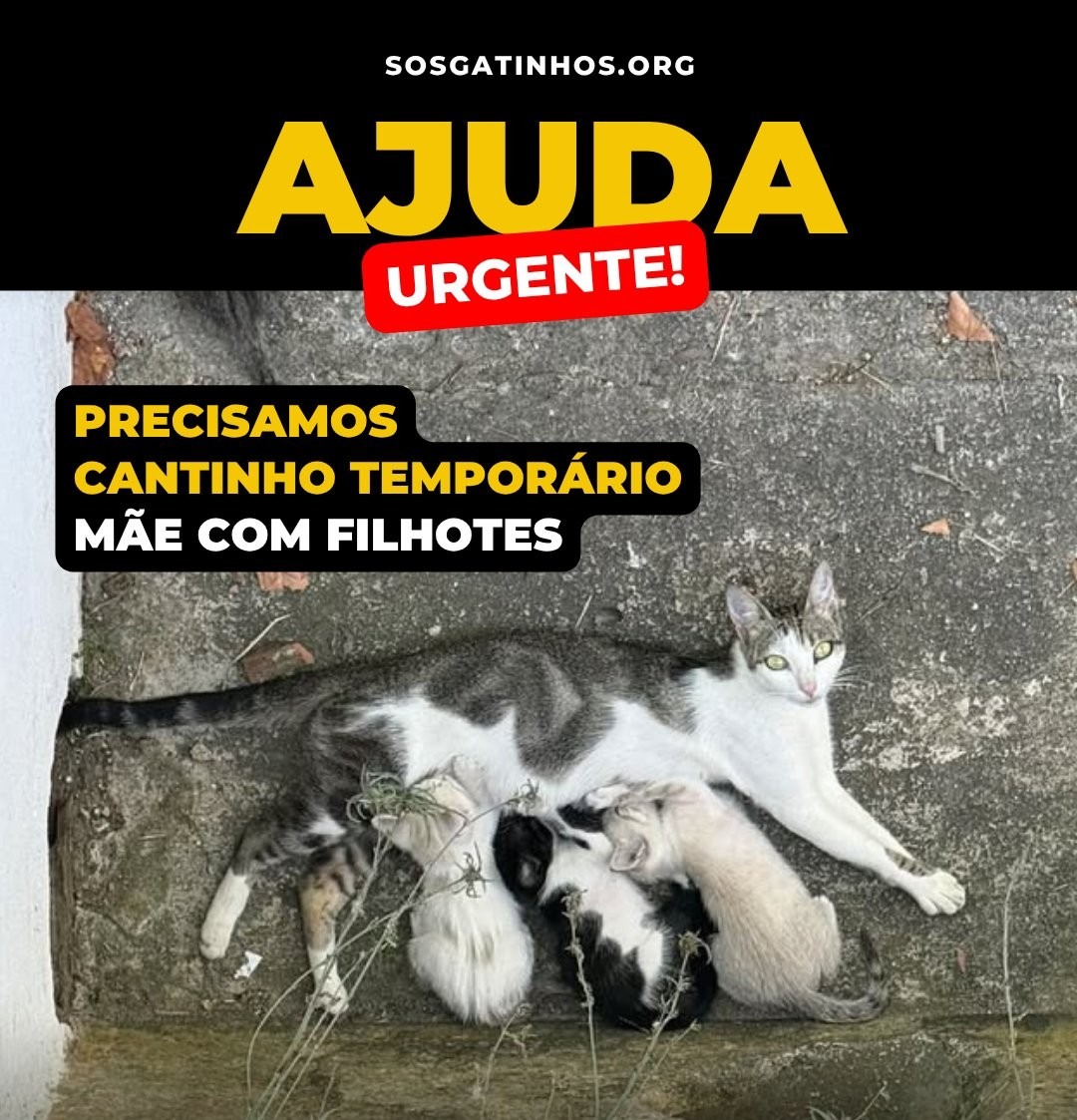 SOS Gatinhos - Setúbal: Ajuda com dívidas veterinárias campaign photo, 6 of 8