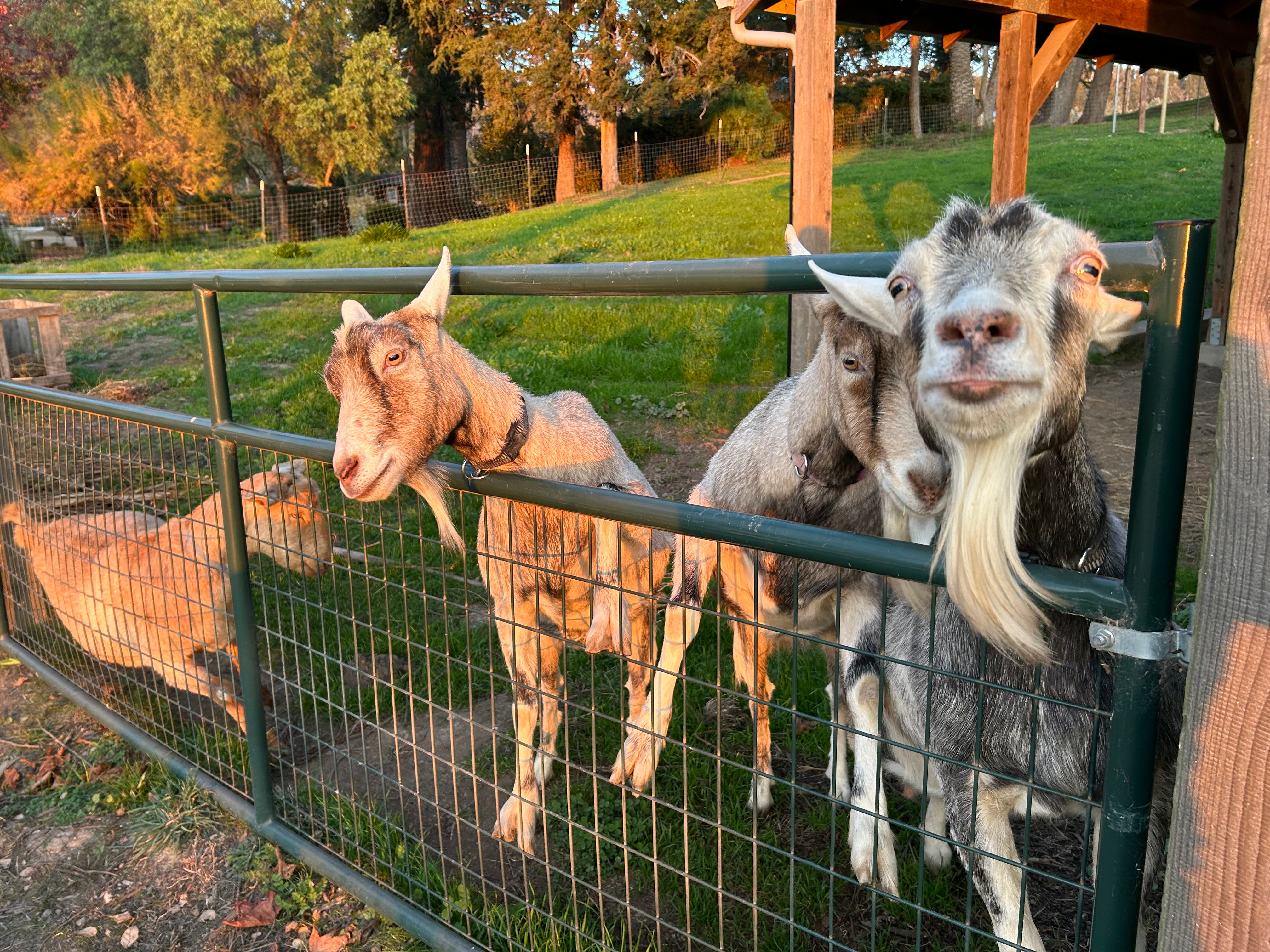 GOAT-FUND-ME for Cassandra's Goats Need an Urgent Barn campaign photo, 7 of 8