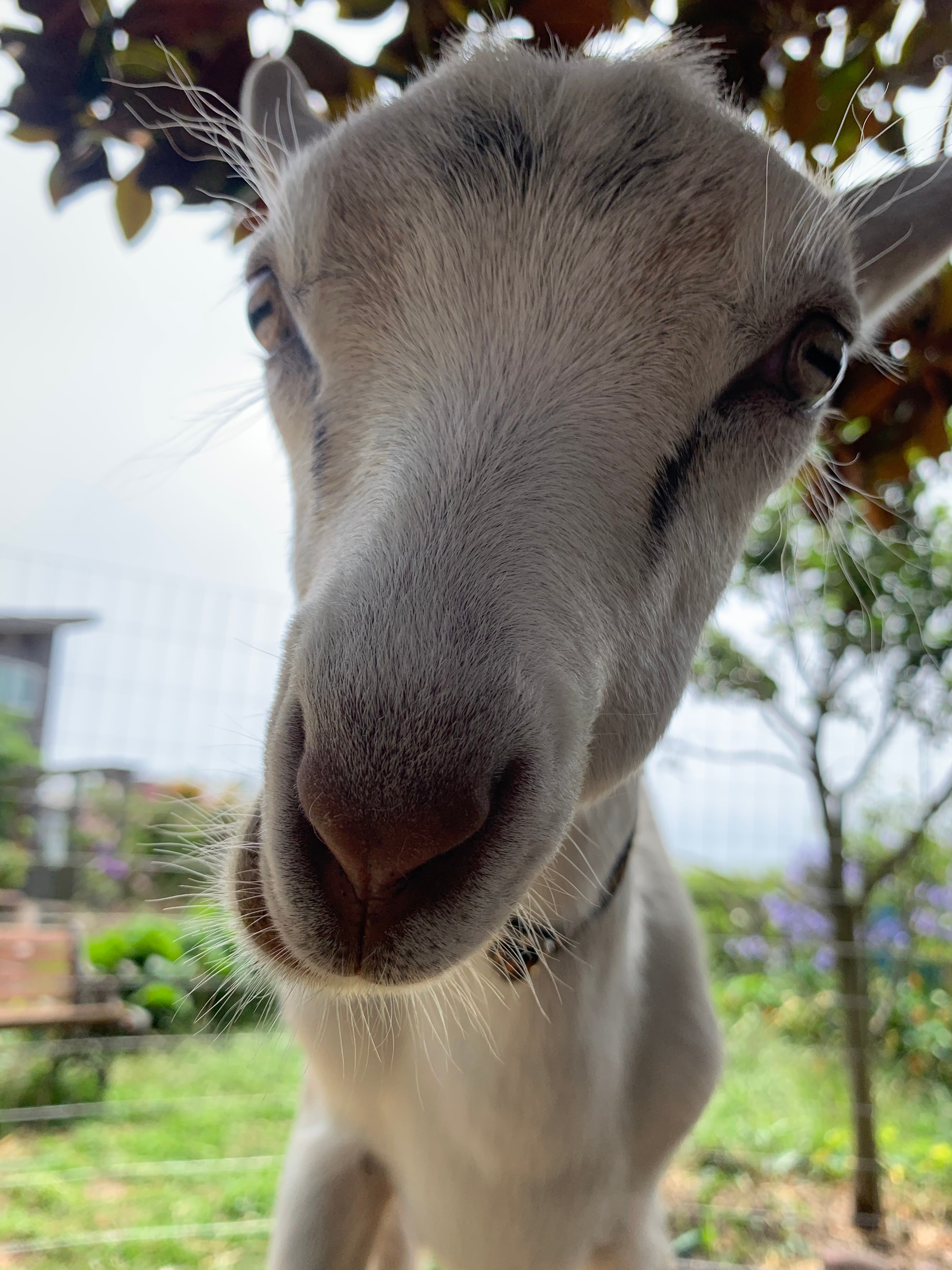 GOAT-FUND-ME for Cassandra's Goats Need an Urgent Barn campaign photo, 2 of 8