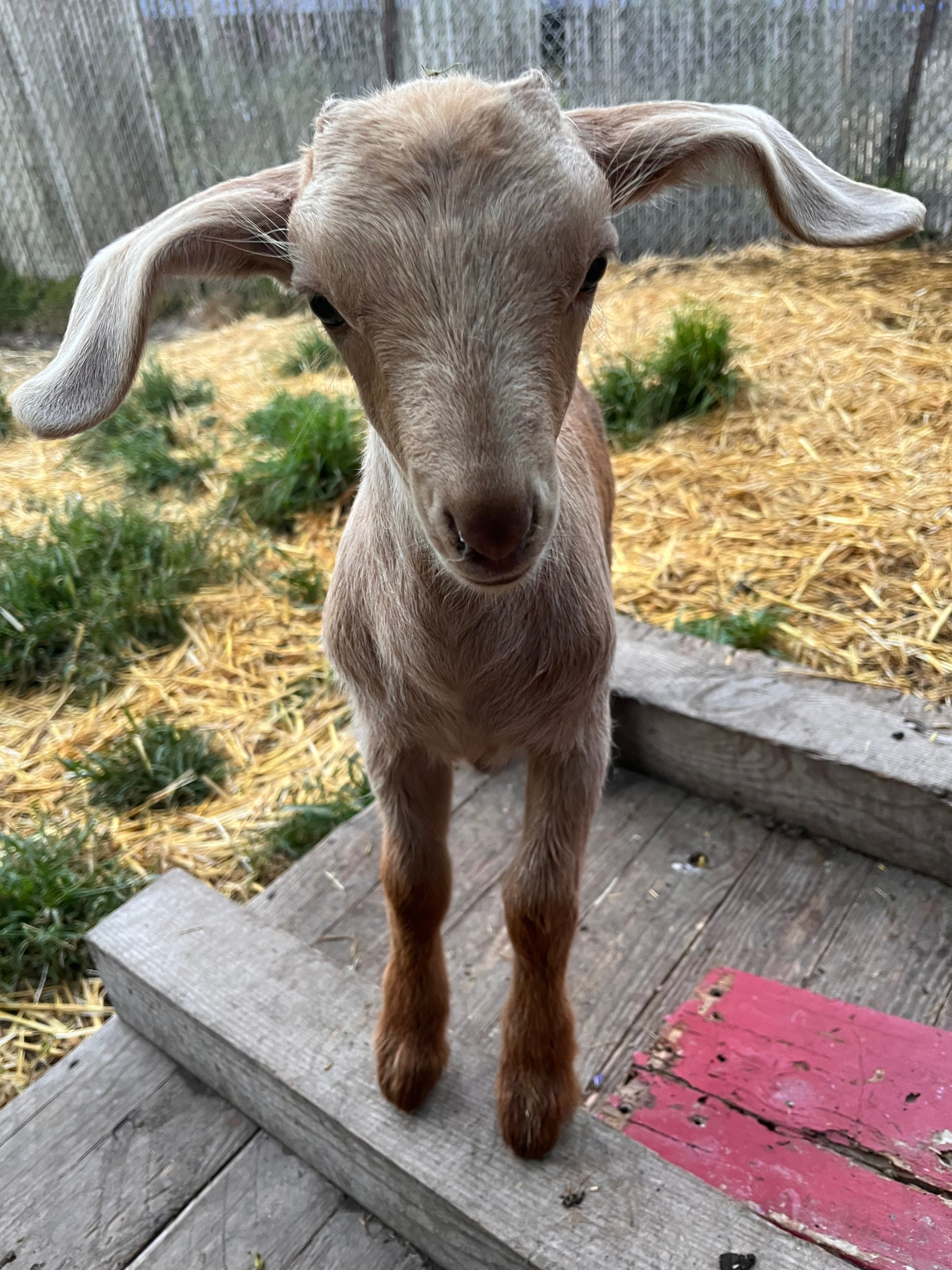 GOAT-FUND-ME for Cassandra's Goats Need an Urgent Barn campaign photo, 4 of 8