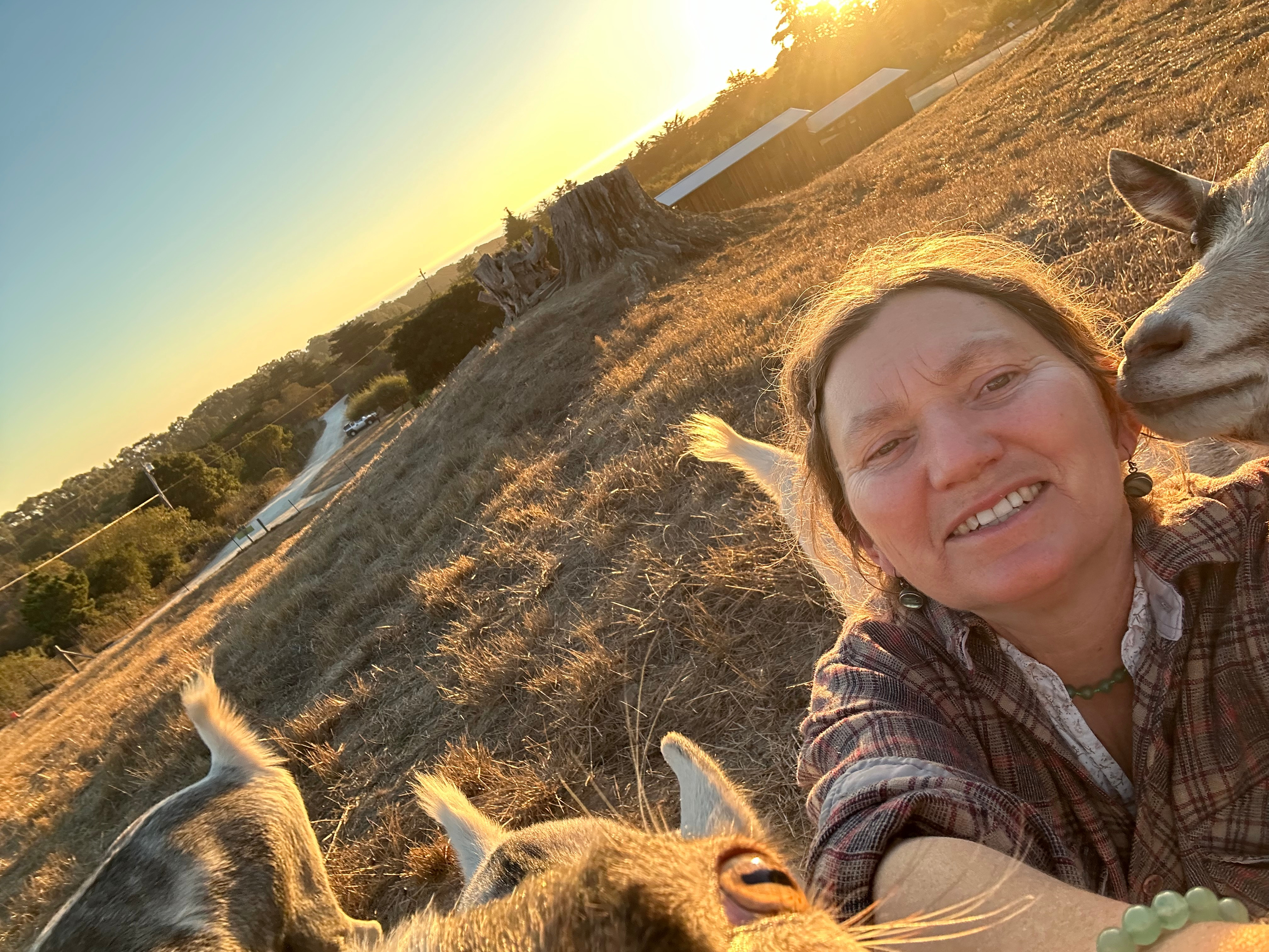 GOAT-FUND-ME for Cassandra's Goats Need an Urgent Barn campaign photo, 5 of 8