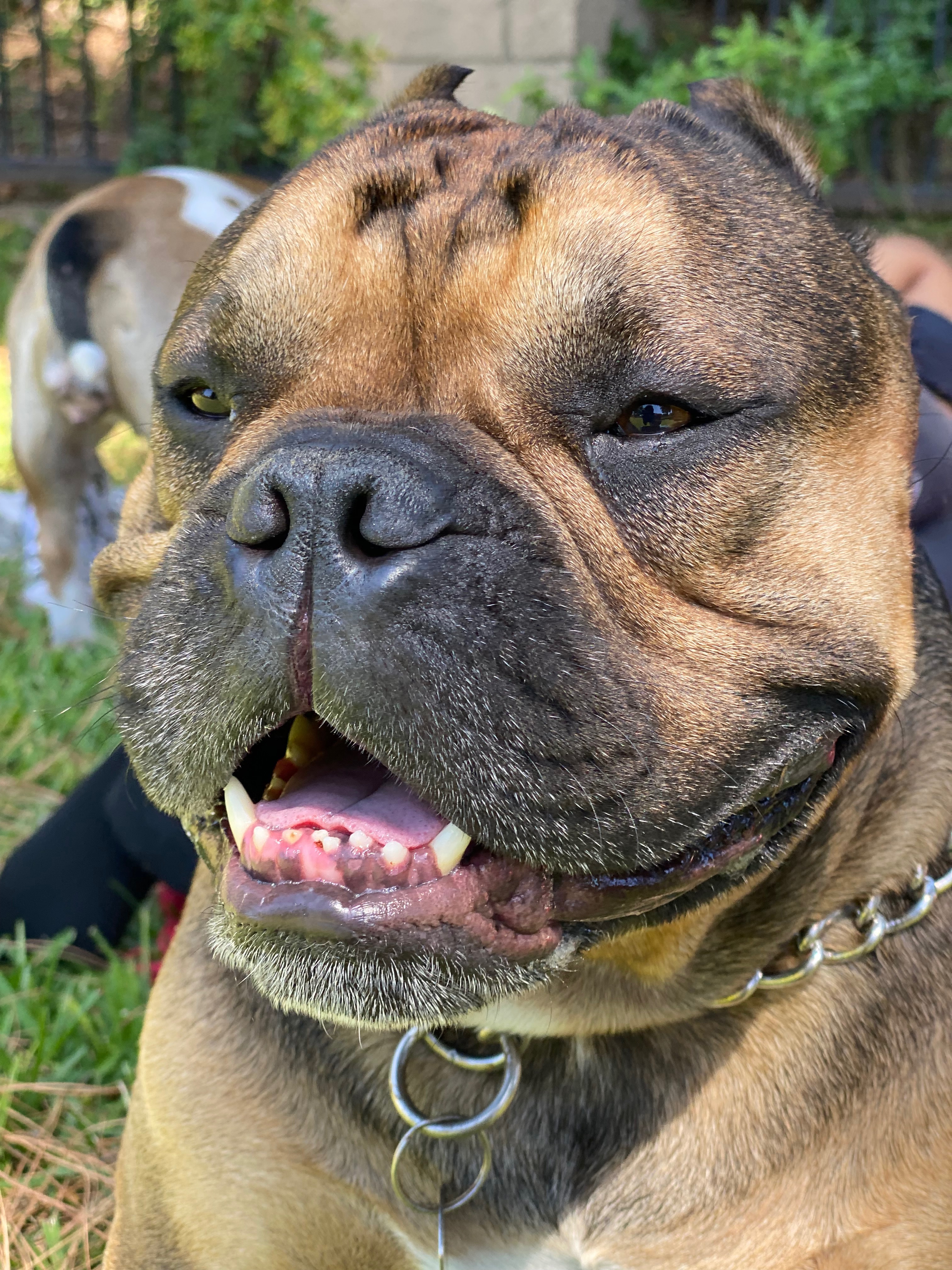 Give Bronson a 2nd chance, help Bronson Walk Again campaign photo, 4 of 8