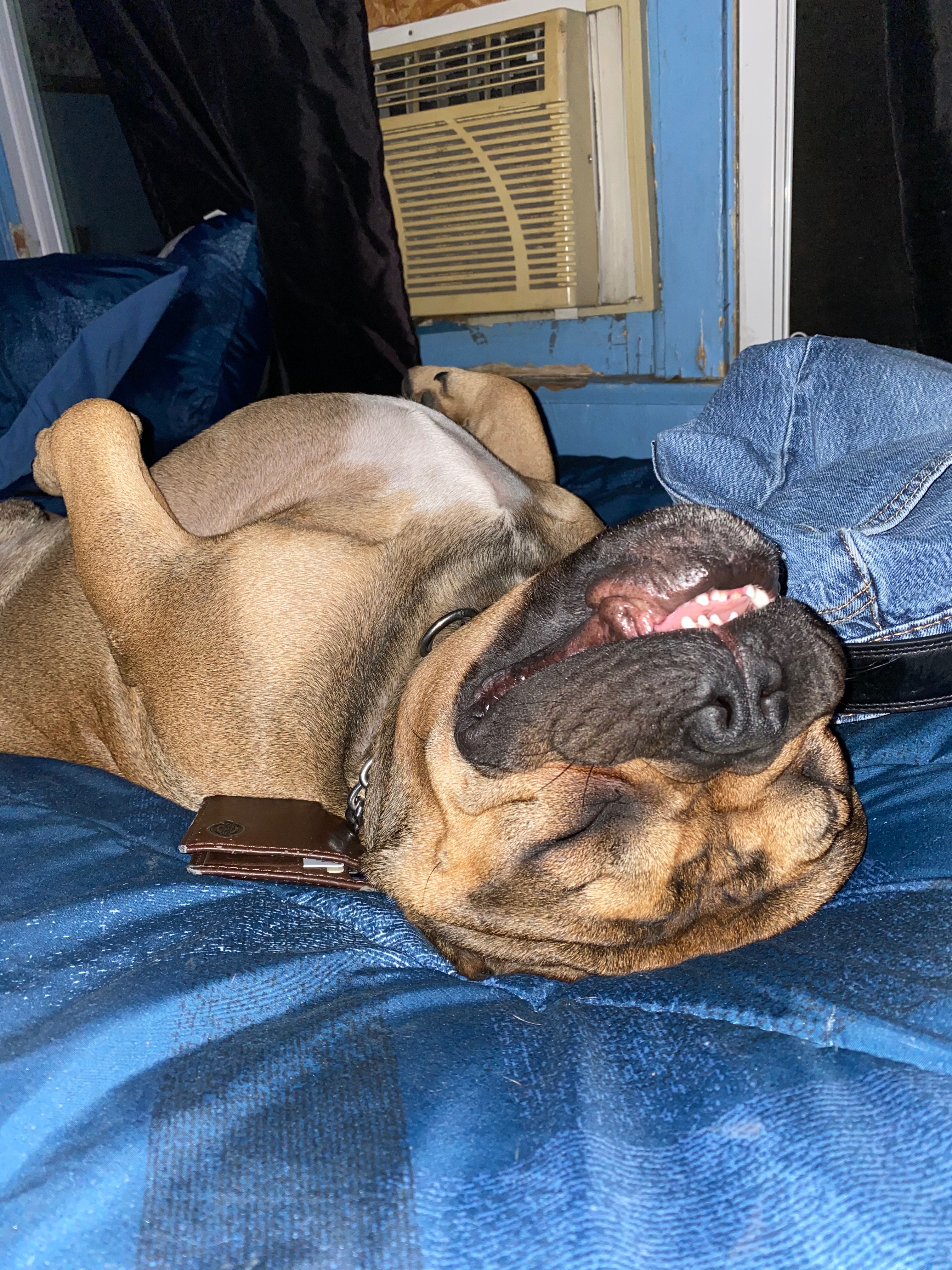 Give Bronson a 2nd chance, help Bronson Walk Again campaign photo, 5 of 8
