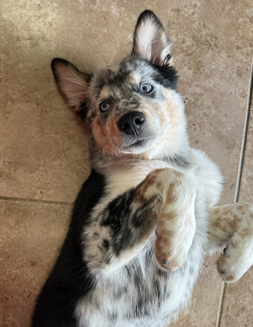 HELP needed for KODA - It Takes a Village to Save a Life campaign photo, 2 of 7