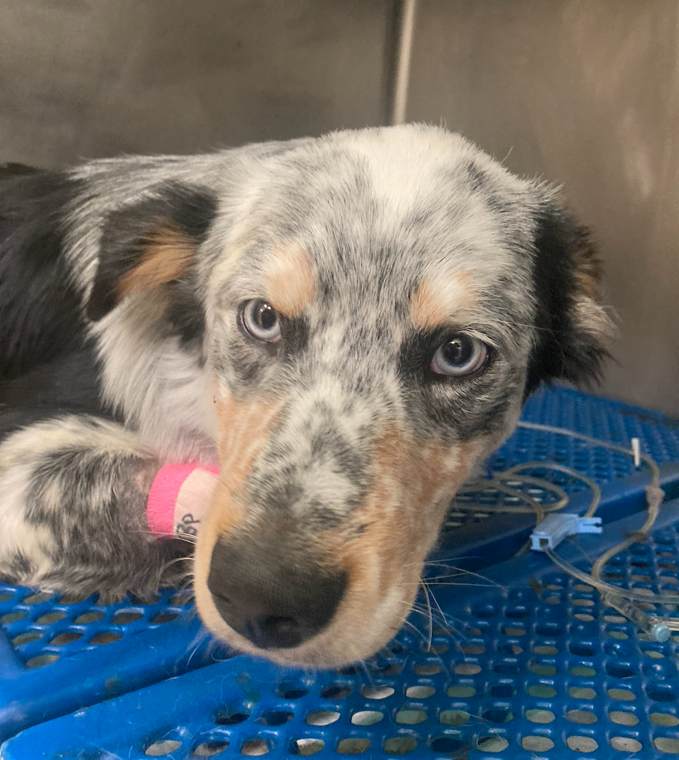 HELP needed for KODA - It Takes a Village to Save a Life campaign photo, 4 of 7