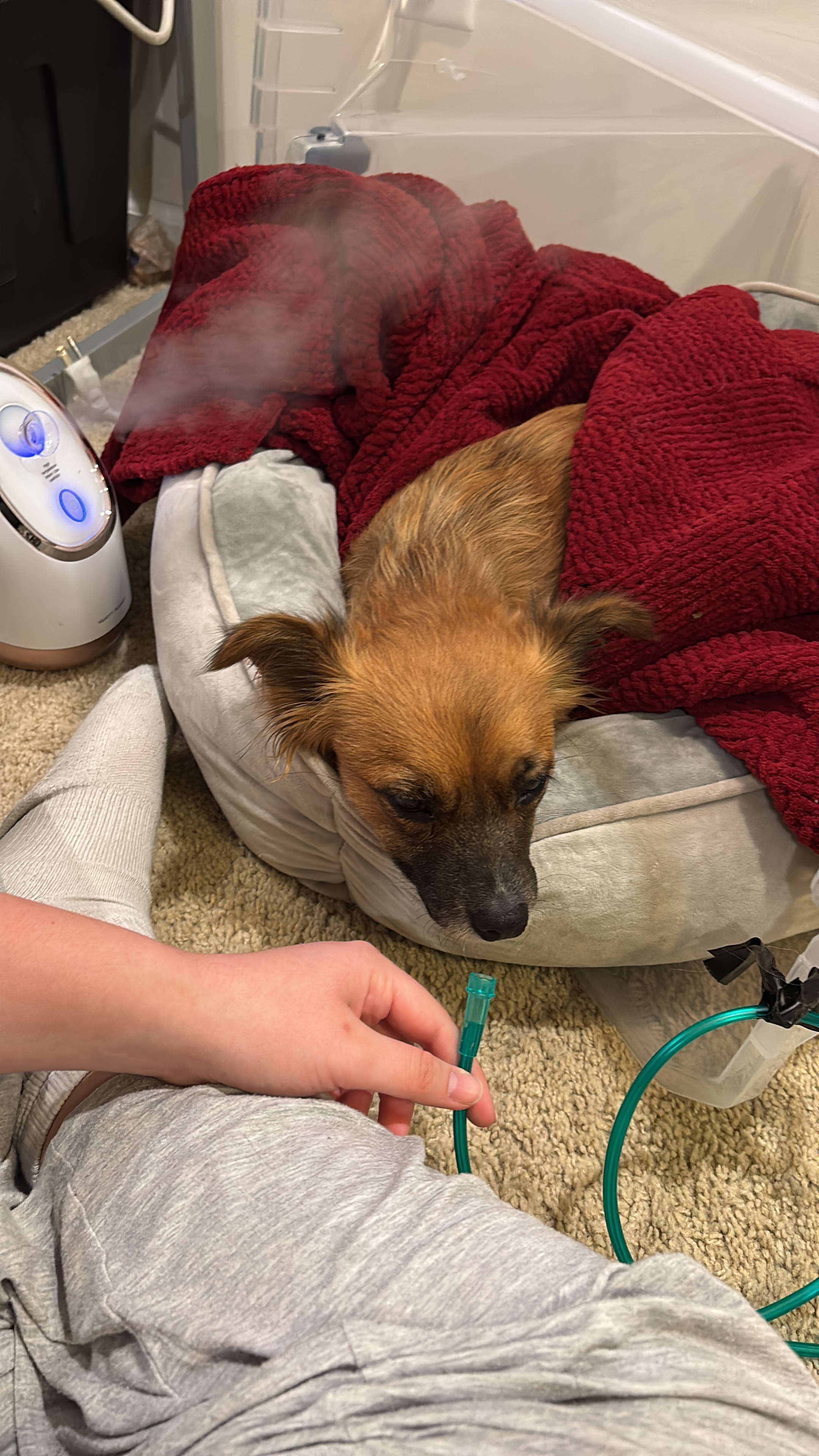 Emergency Care Needed for Heidi the Rescue Dog campaign photo, 6 of 7