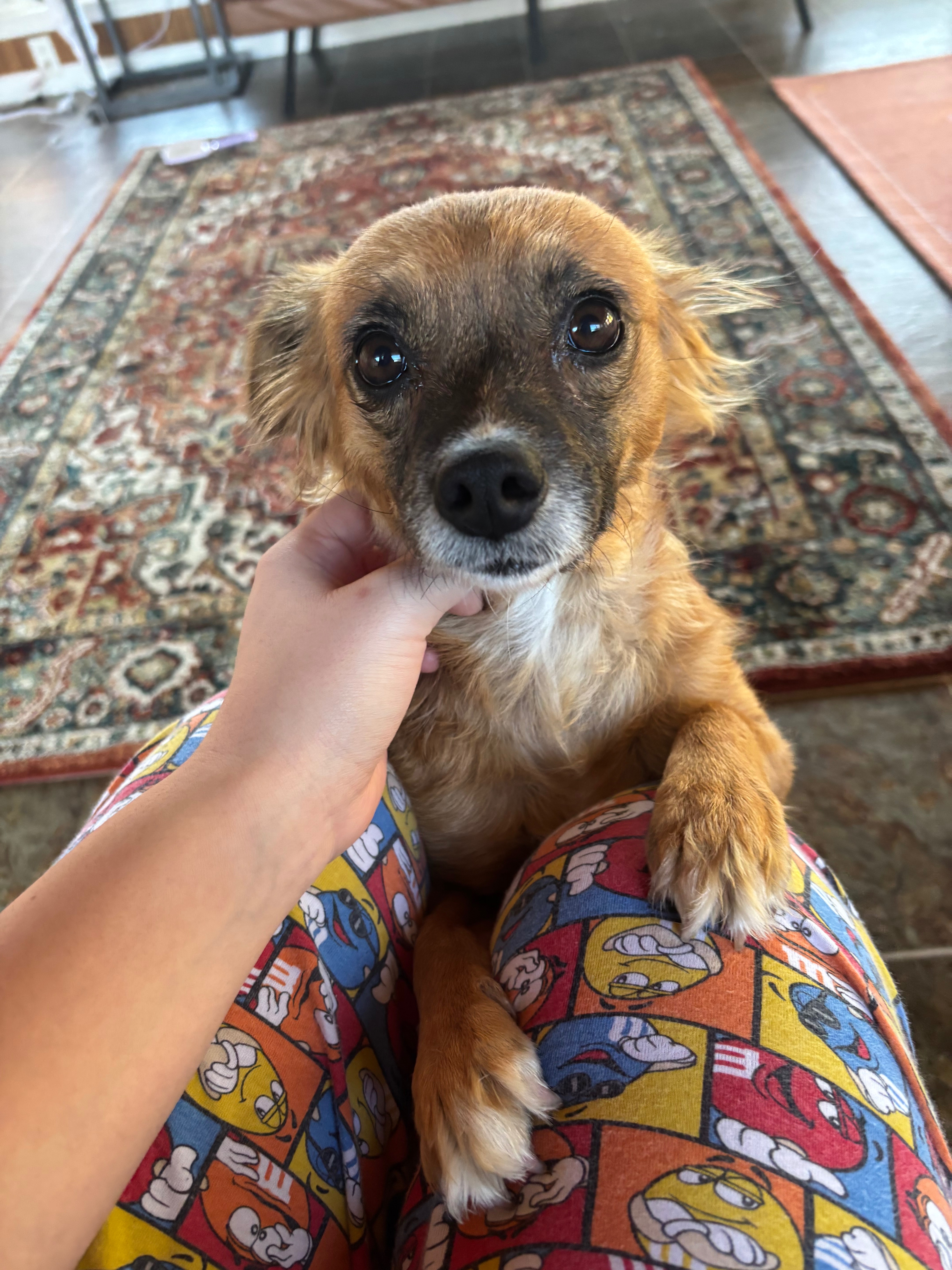 Emergency Care Needed for Heidi the Rescue Dog campaign photo, 4 of 7