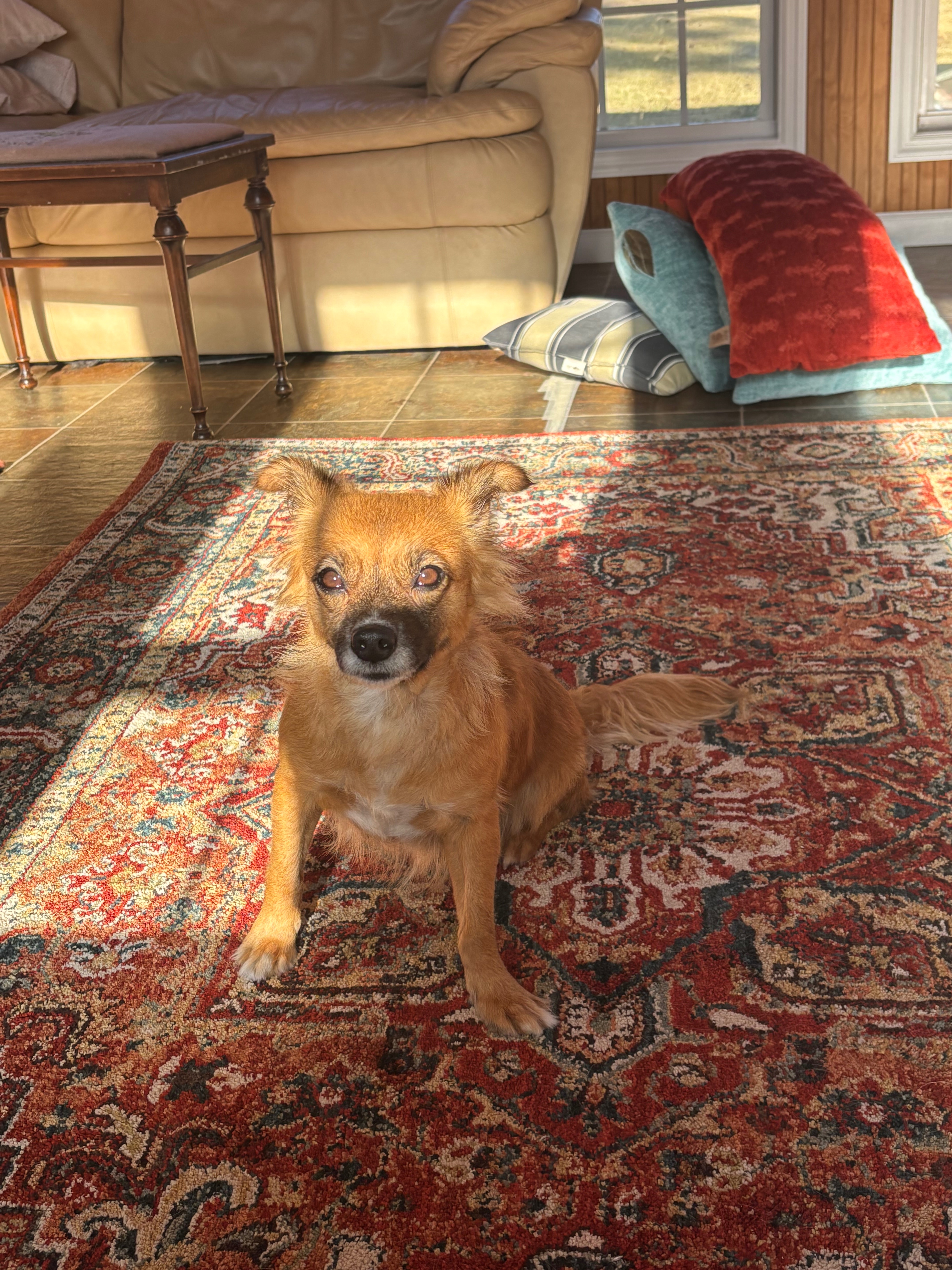 Emergency Care Needed for Heidi the Rescue Dog campaign photo, 5 of 7