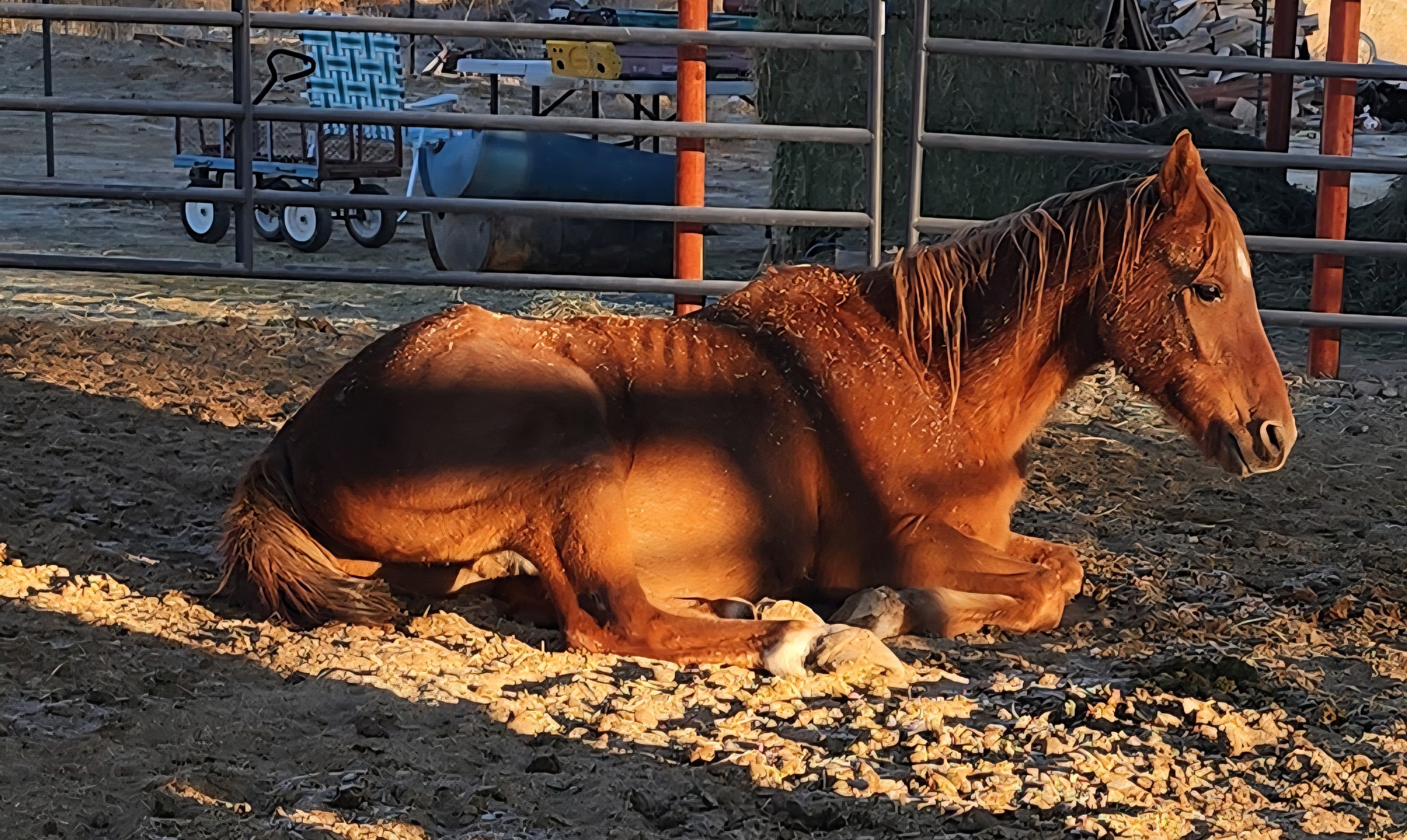 Save Echo: Urgent Medical Fund Needed campaign photo, 4 of 6