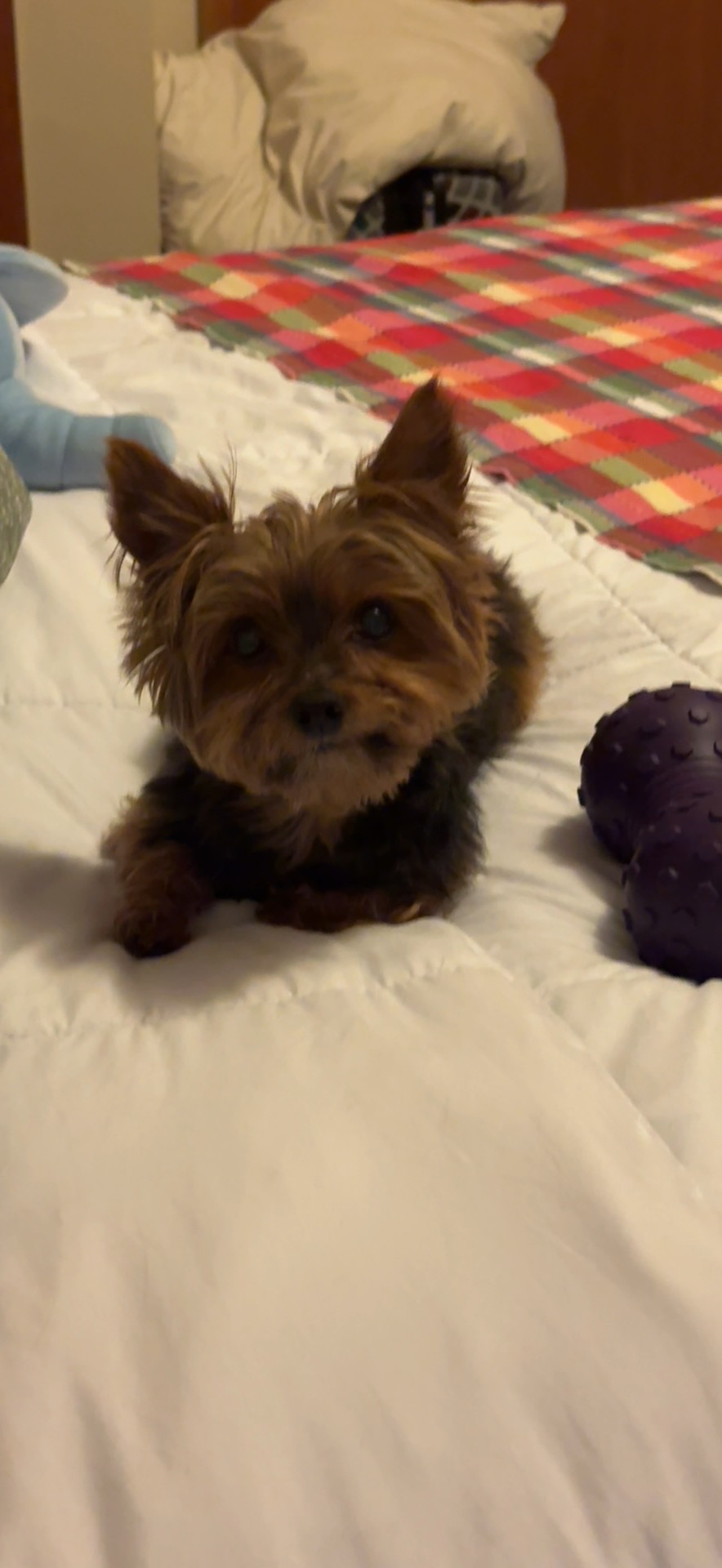 Support Hudson’s Urgent ACL Surgery campaign photo, 6 of 7