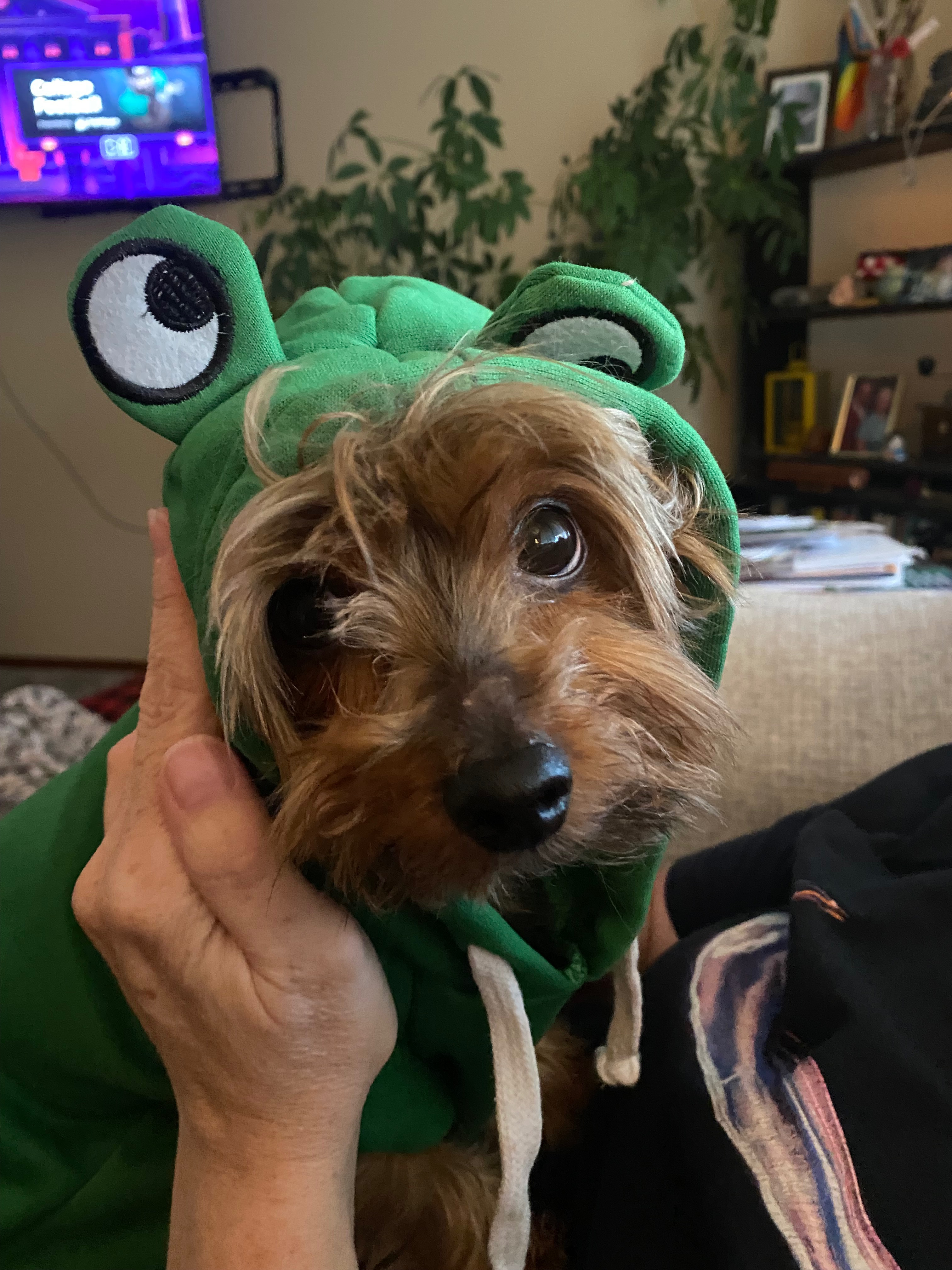 Support Hudson’s Urgent ACL Surgery campaign photo, 4 of 7