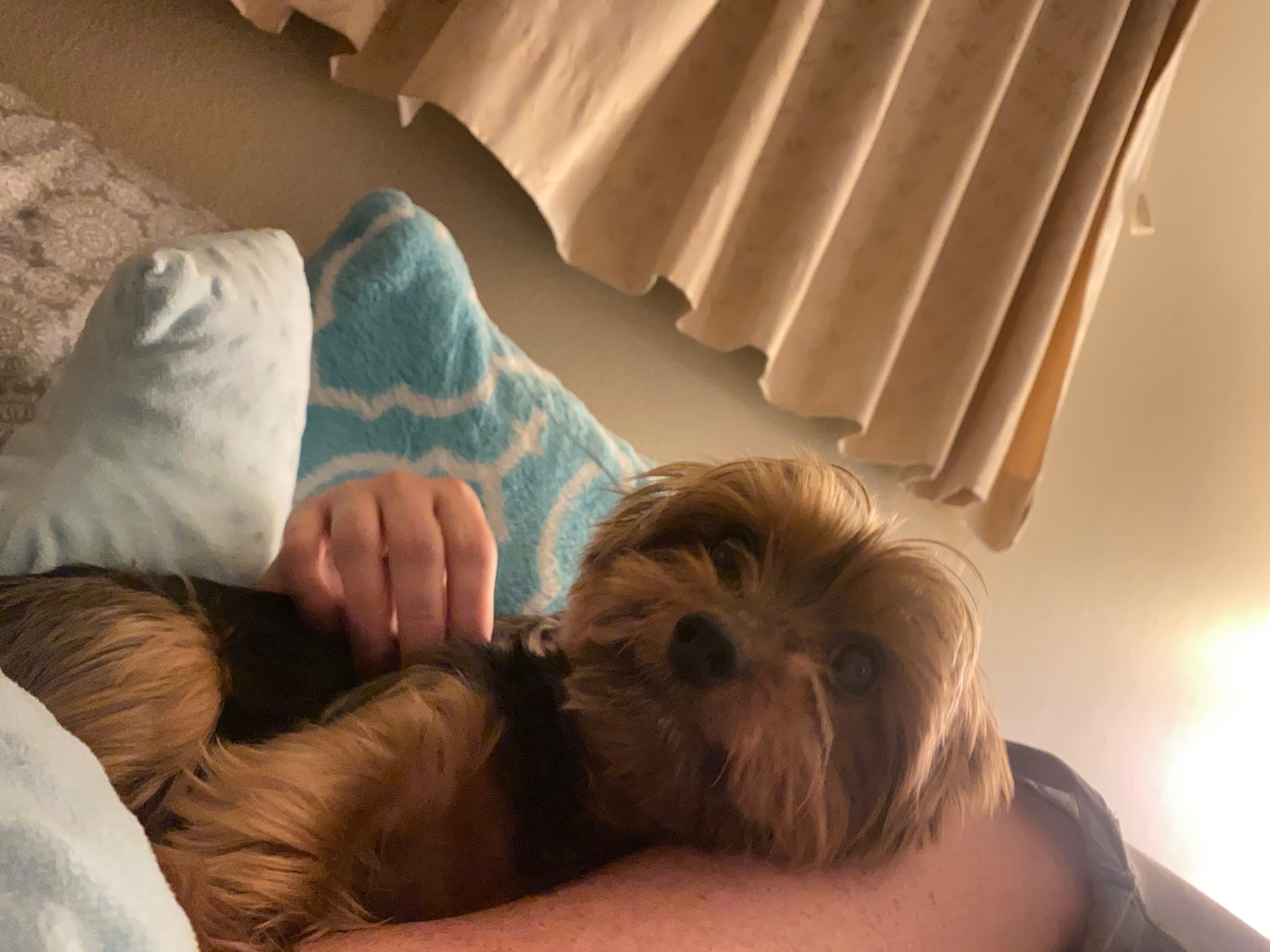 Support Hudson’s Urgent ACL Surgery campaign photo, 5 of 7