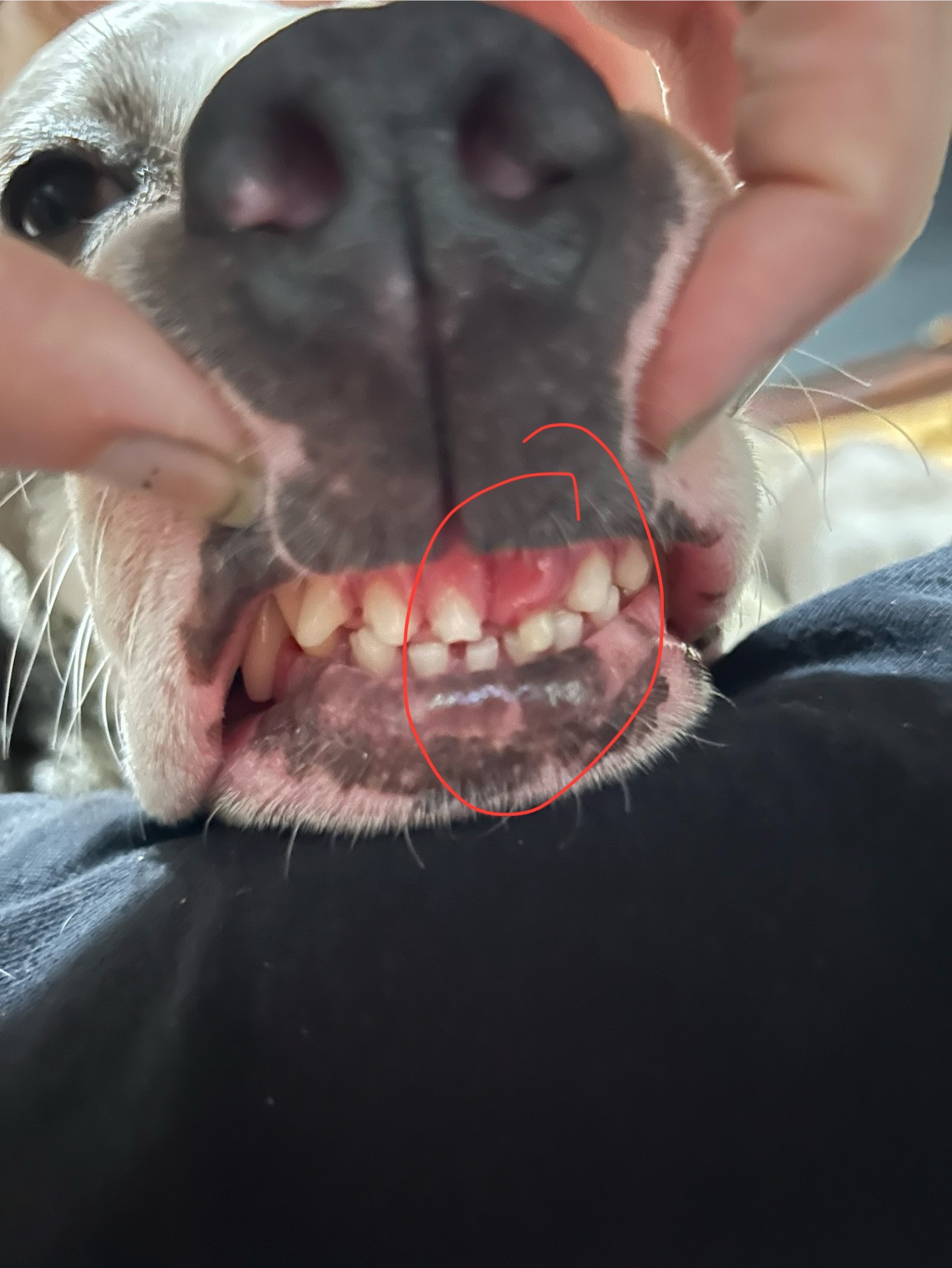 Support Medusa’s Recovery from Dental Surgery campaign photo, 5 of 5