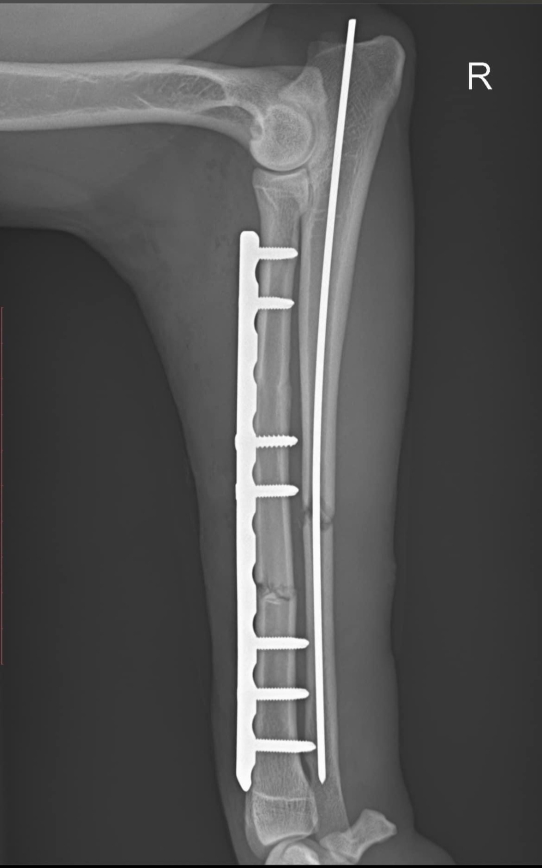 Help Arby heal - Urgent Surgery Needed campaign photo, 5 of 6