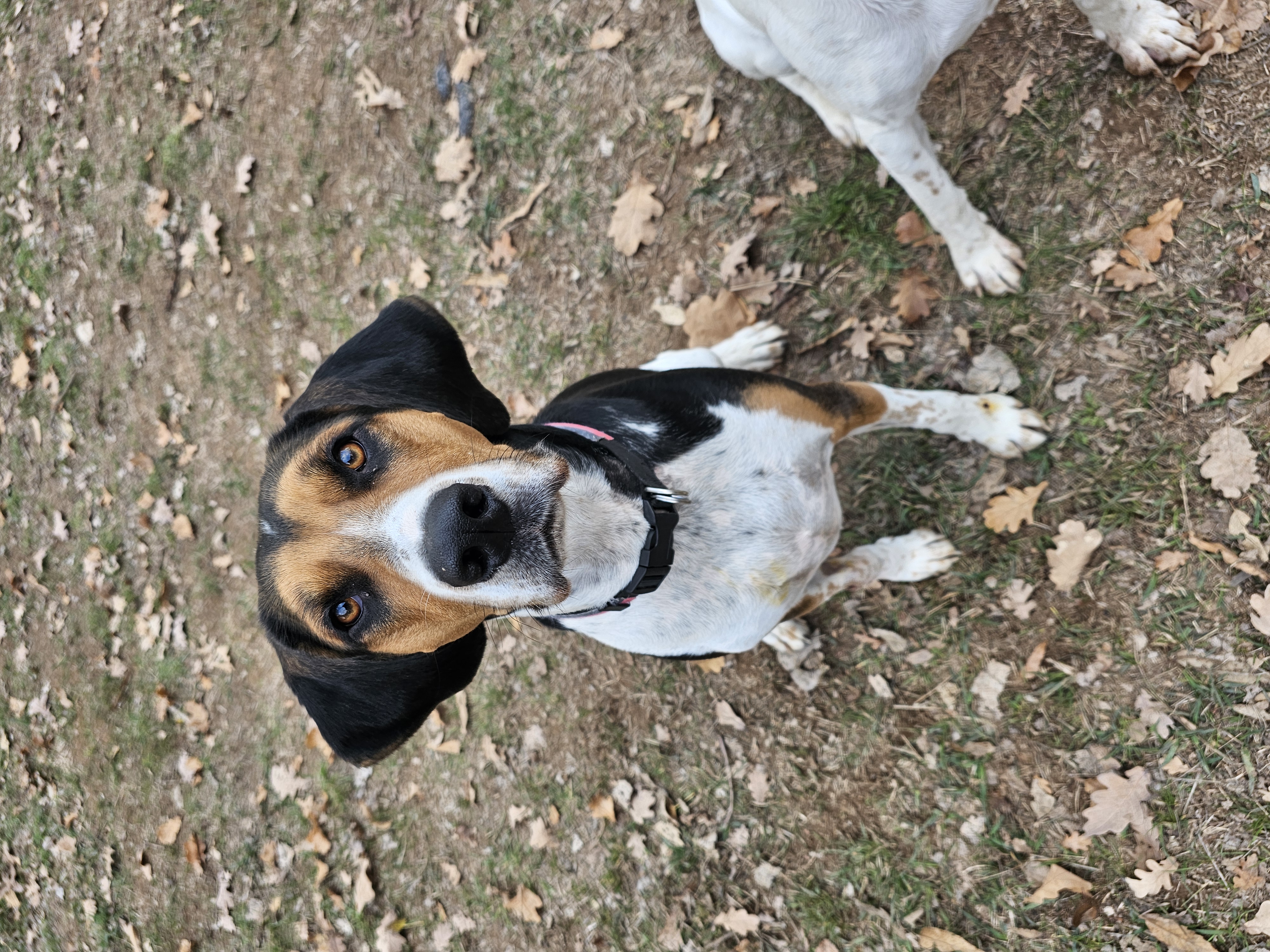 Help Arby heal - Urgent Surgery Needed campaign photo, 2 of 6