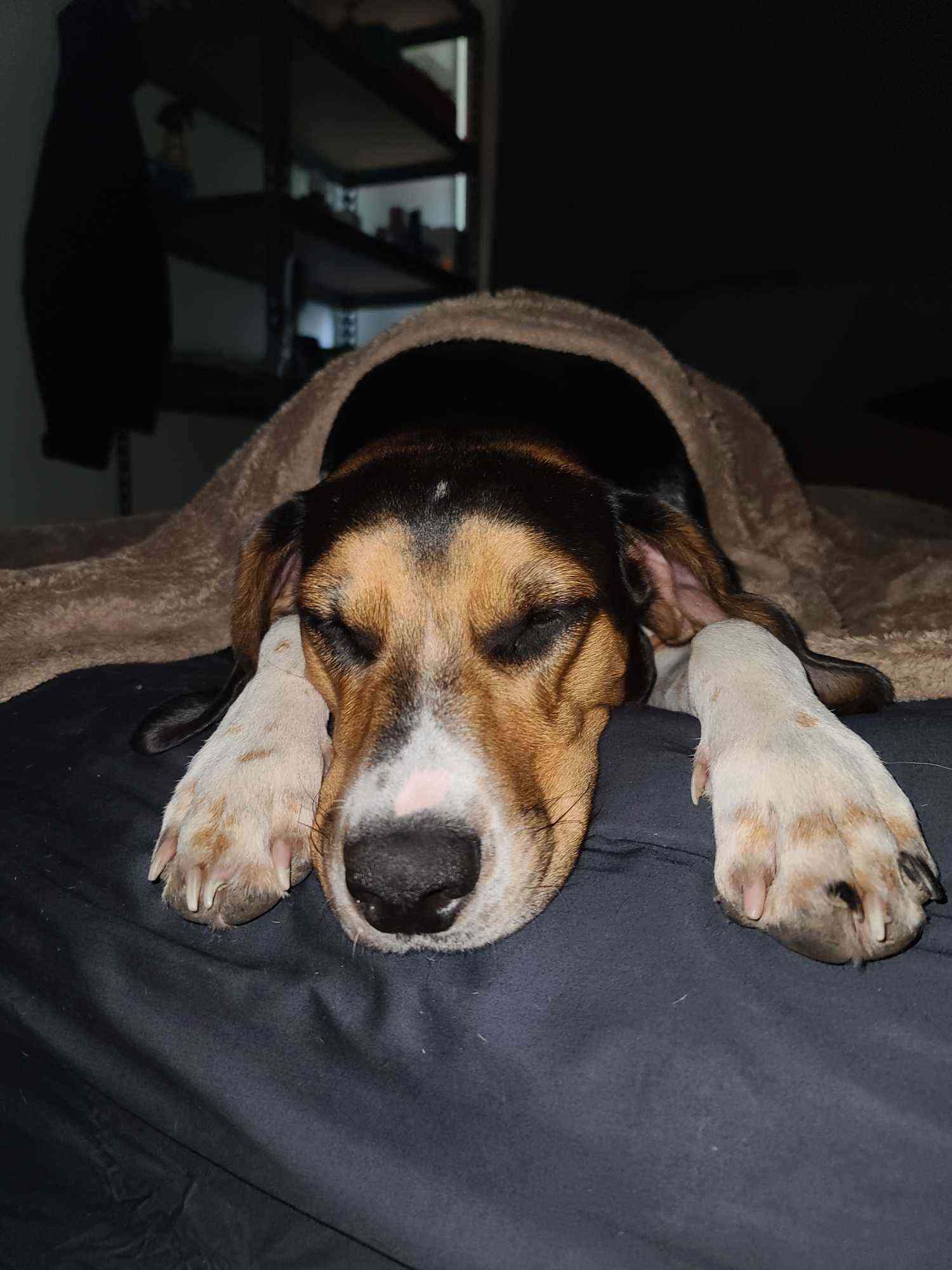 Help Arby heal - Urgent Surgery Needed campaign photo, 4 of 6