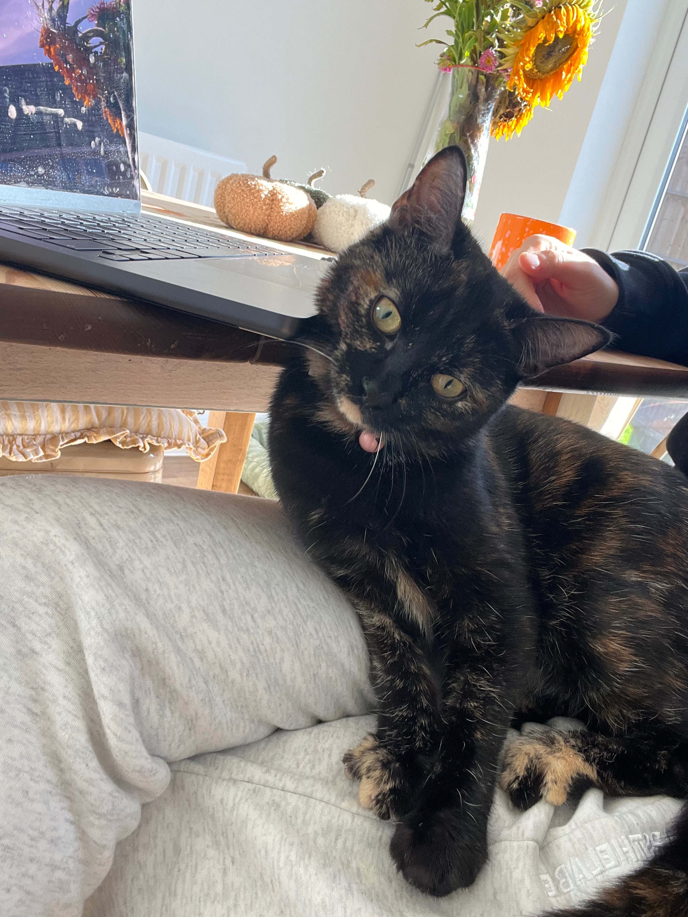 Help Bibble get her treatment campaign photo, 7 of 8