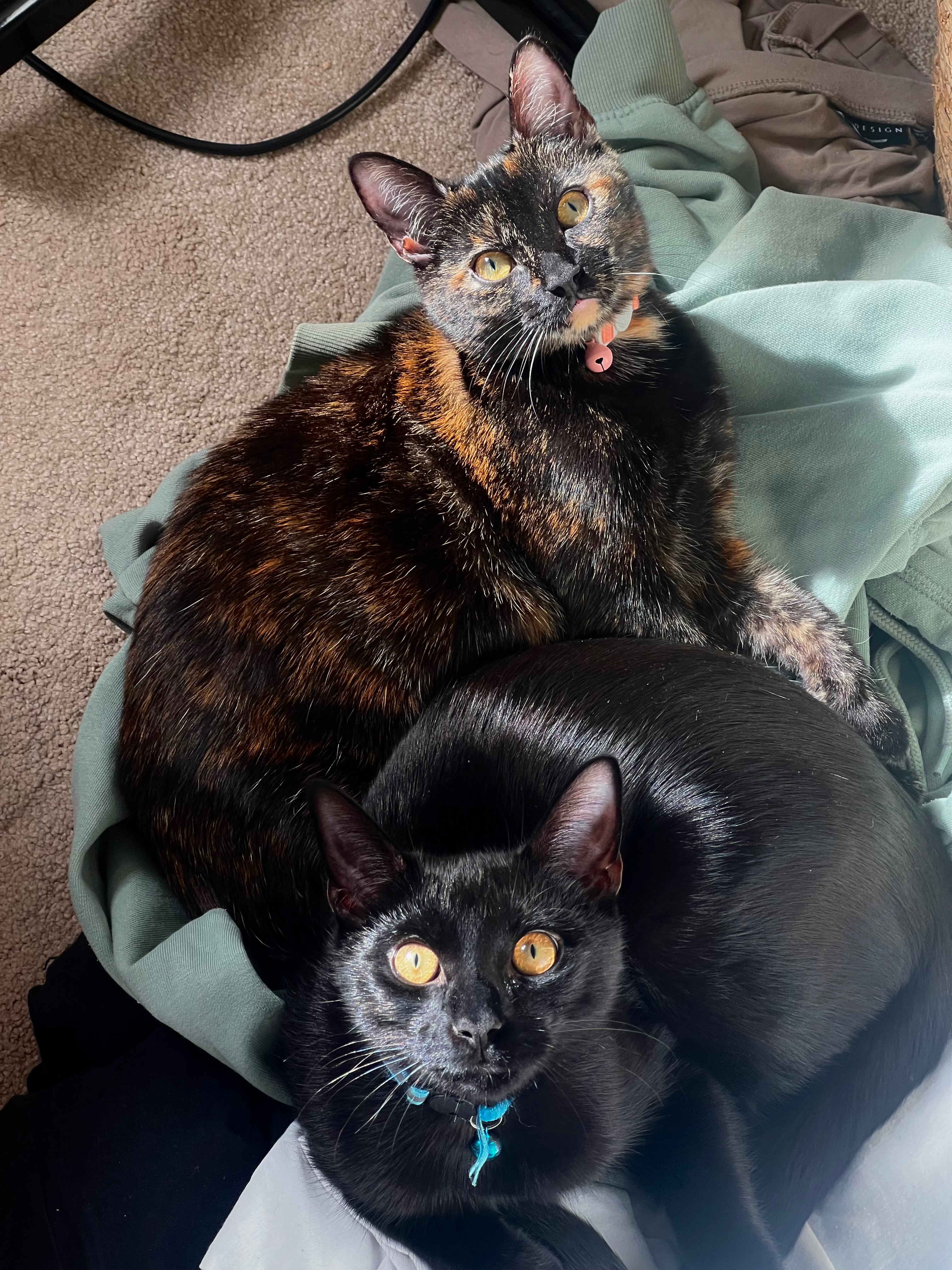 Help Bibble get her treatment campaign photo, 5 of 8