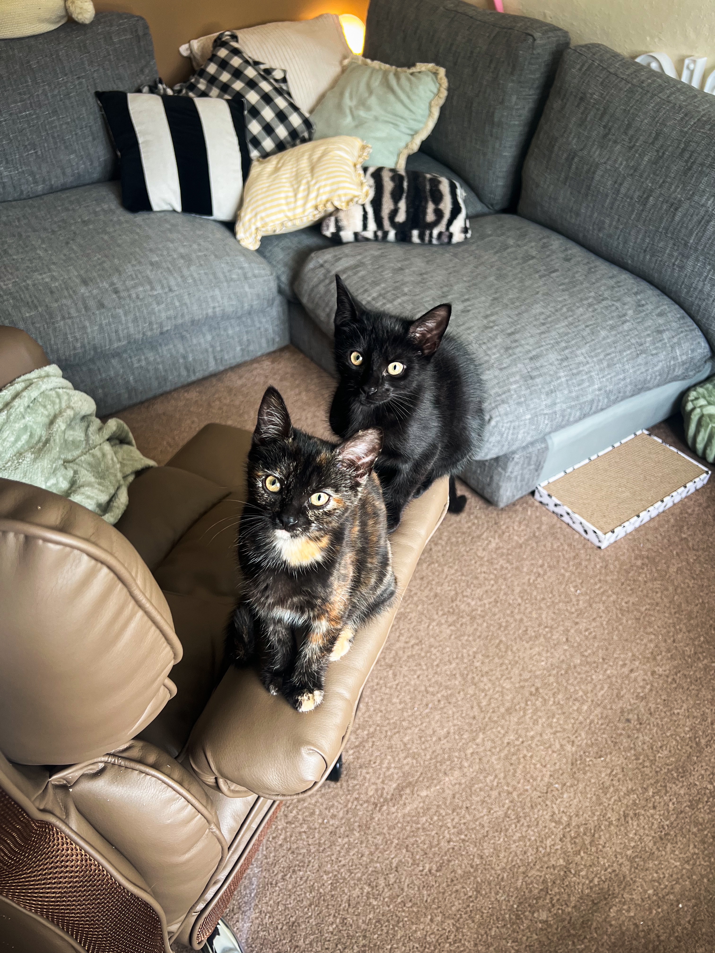 Help Bibble get her treatment campaign photo, 6 of 8