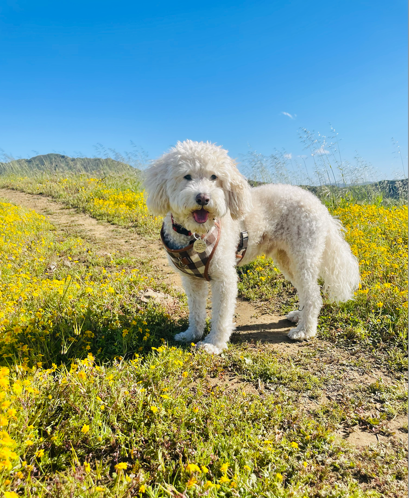 Help Ludo Walk Again: Surgery for Talia’s Soul Dog campaign photo, 2 of 7