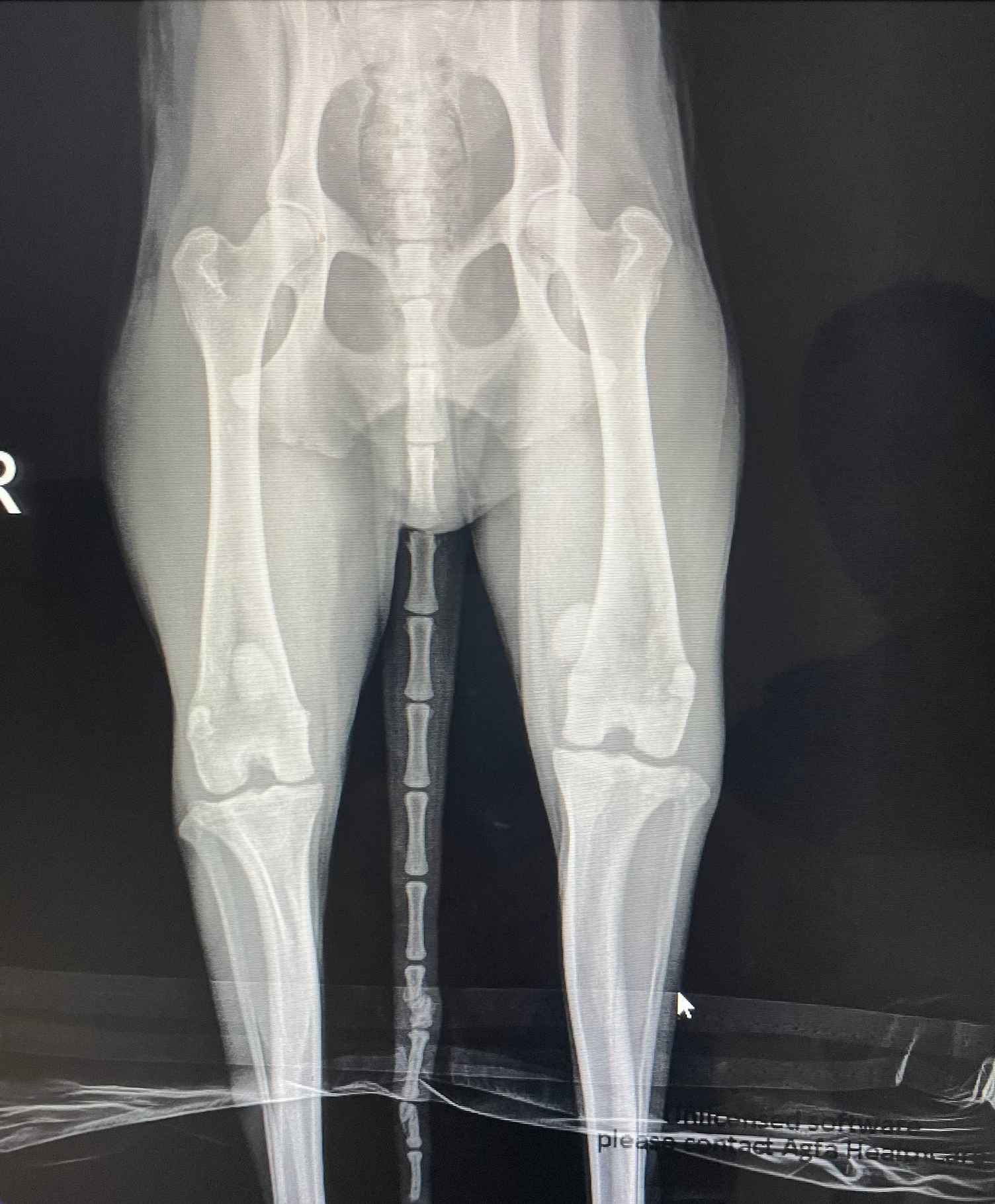 Help Ludo Walk Again: Surgery for Talia’s Soul Dog campaign photo, 4 of 7