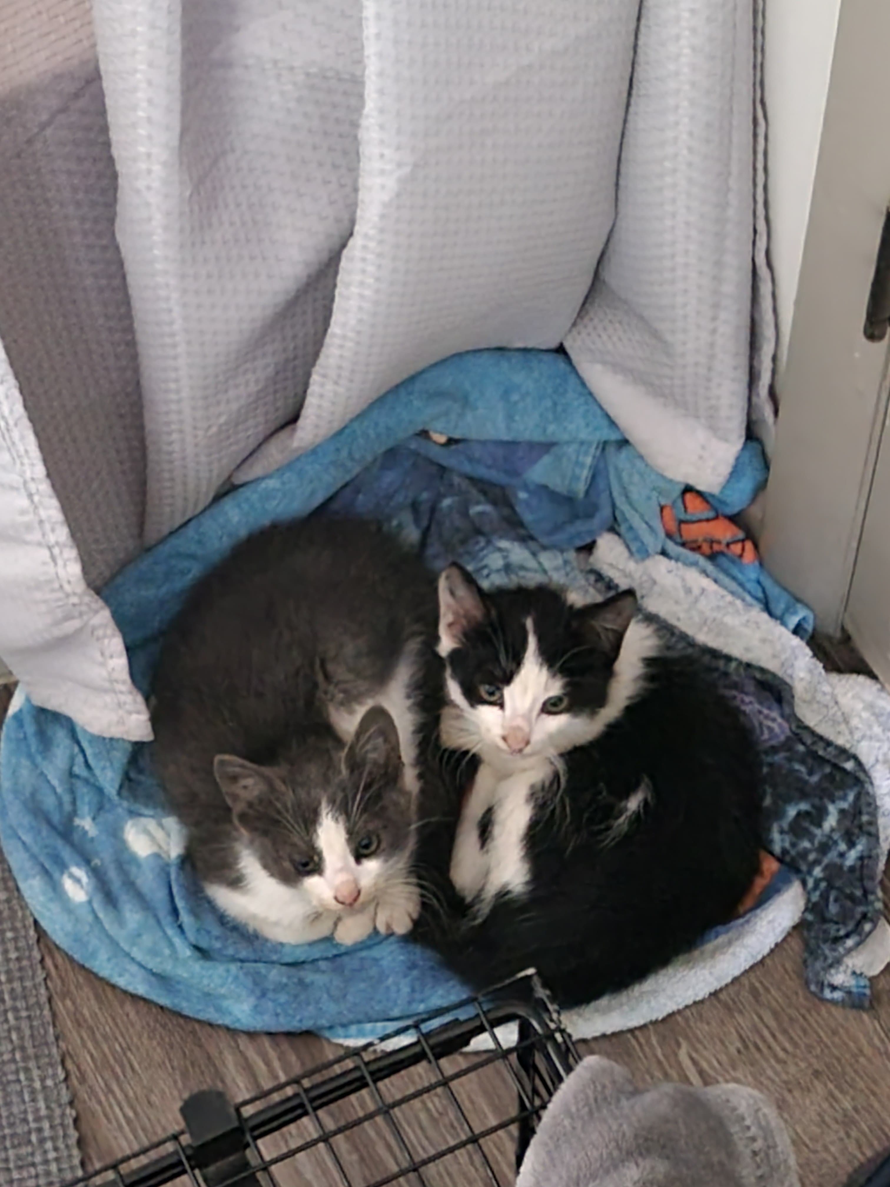 Support Vet Care for Tabby’s Rescued Feline Family campaign photo, 5 of 6