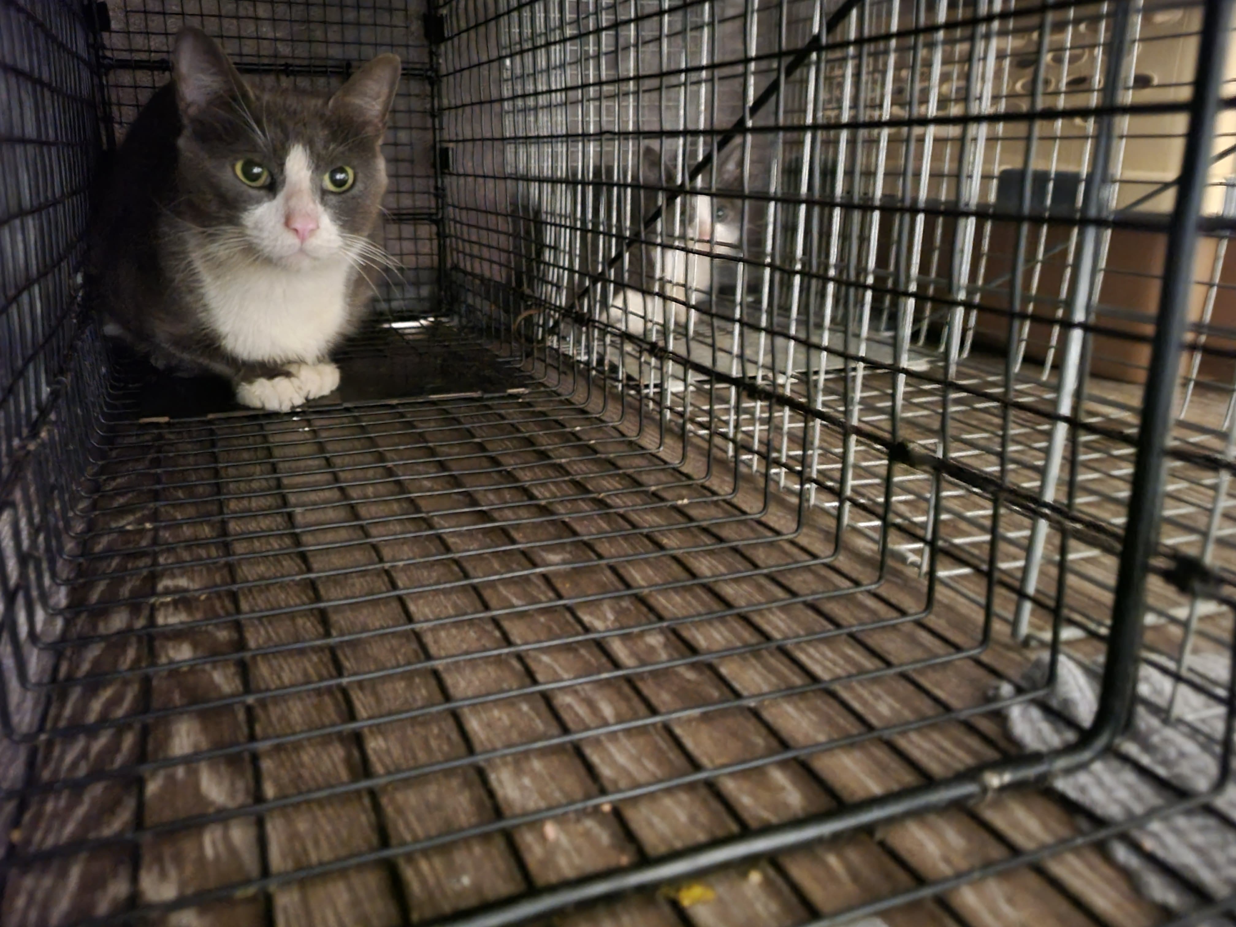 Support Vet Care for Tabby’s Rescued Feline Family campaign photo, 2 of 6