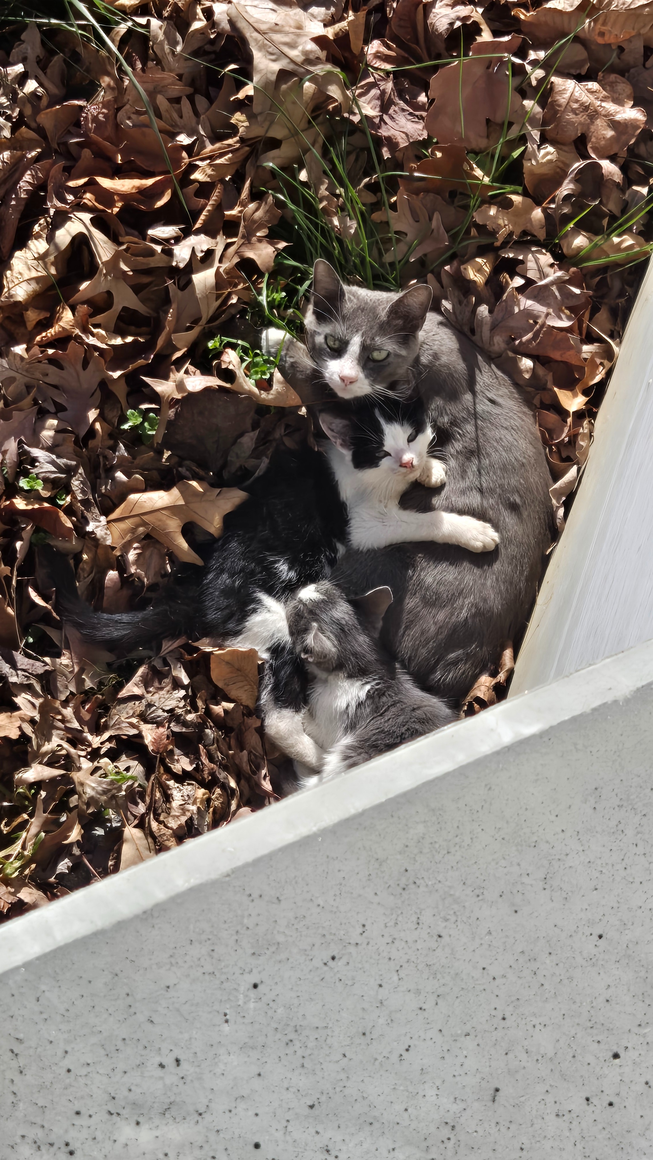 Support Vet Care for Tabby’s Rescued Feline Family campaign photo, 4 of 6