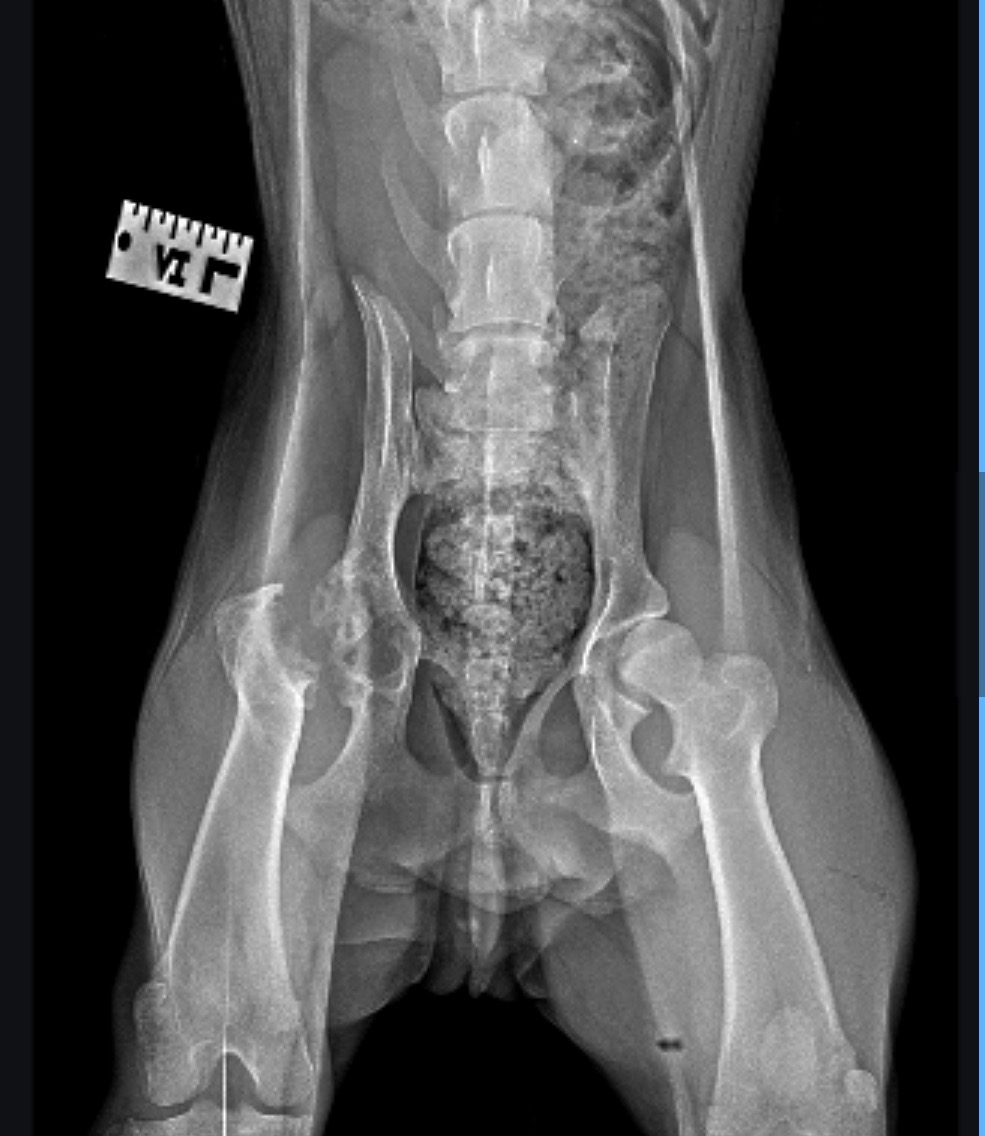 Help Jacoby Run Again: Urgent Surgery Needed campaign photo, 5 of 6