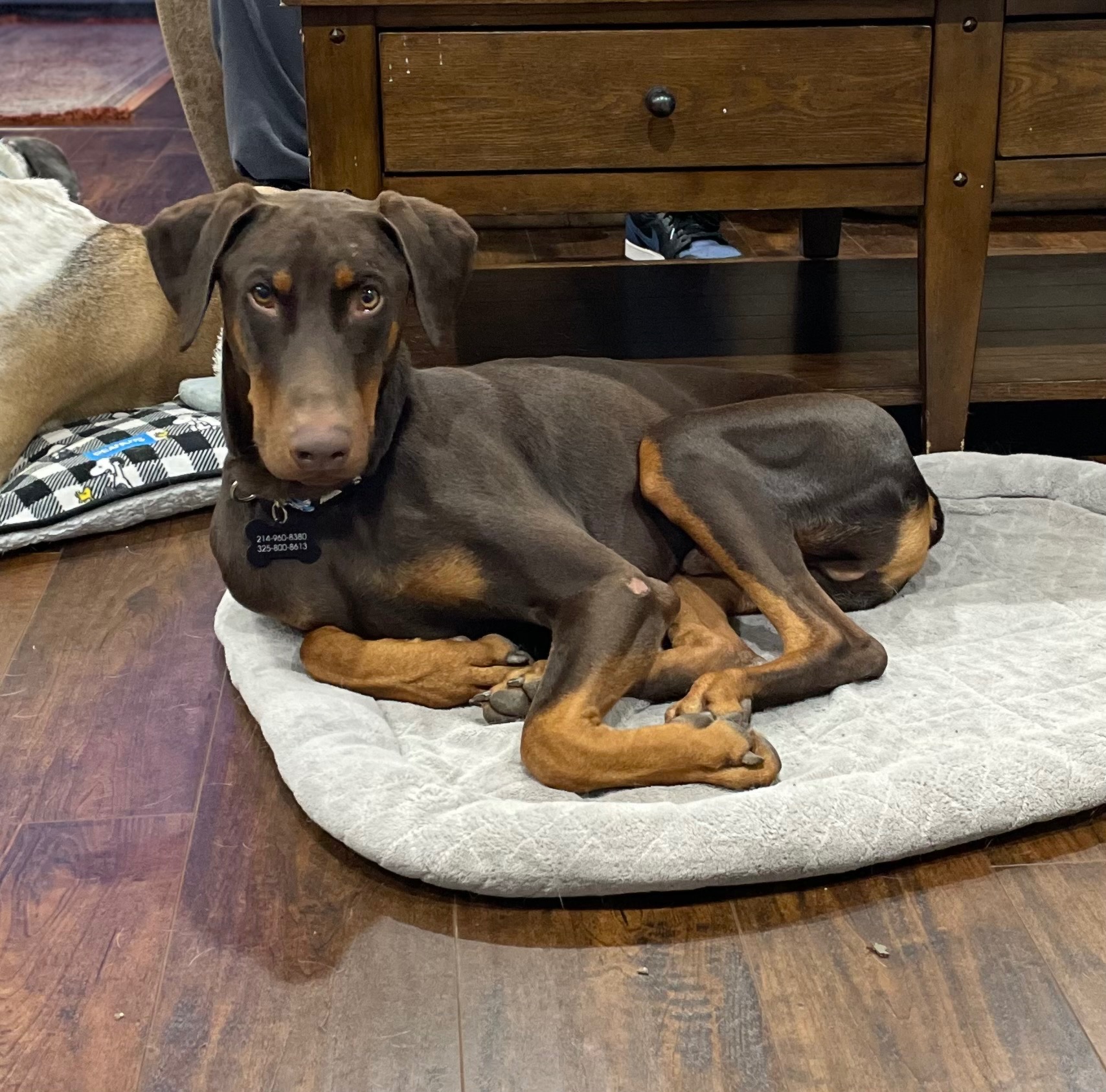Help Jacoby Run Again: Urgent Surgery Needed campaign photo, 2 of 6