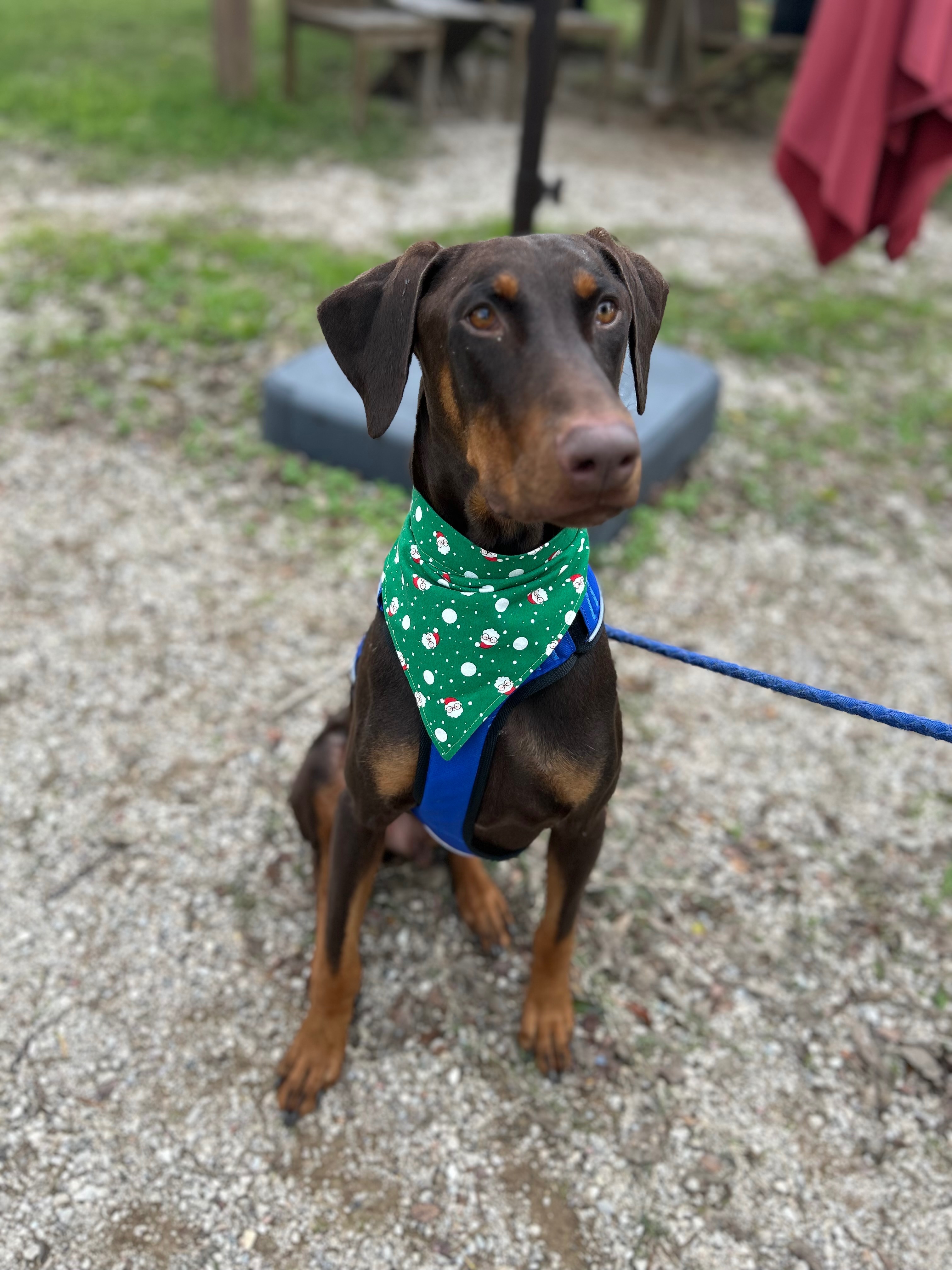 Help Jacoby Run Again: Urgent Surgery Needed campaign photo, 4 of 6