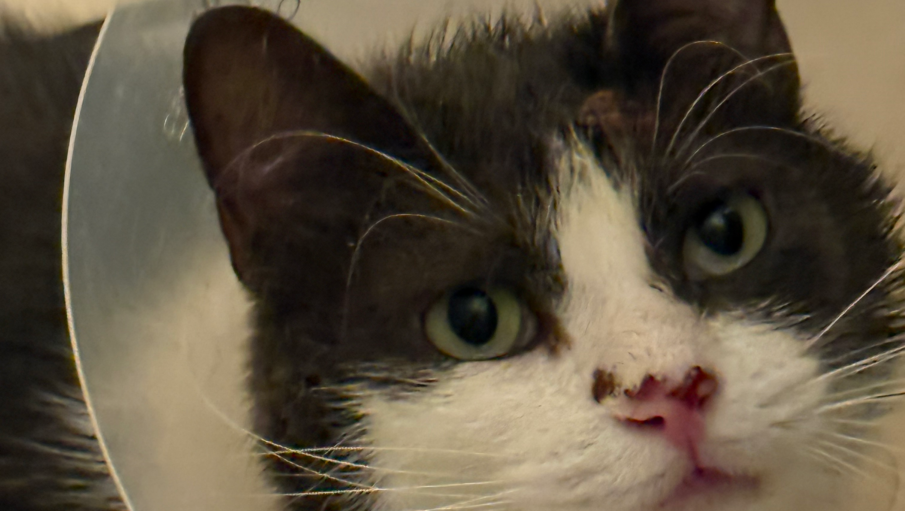 Help Frankie Heal: Surgery Before Christmas