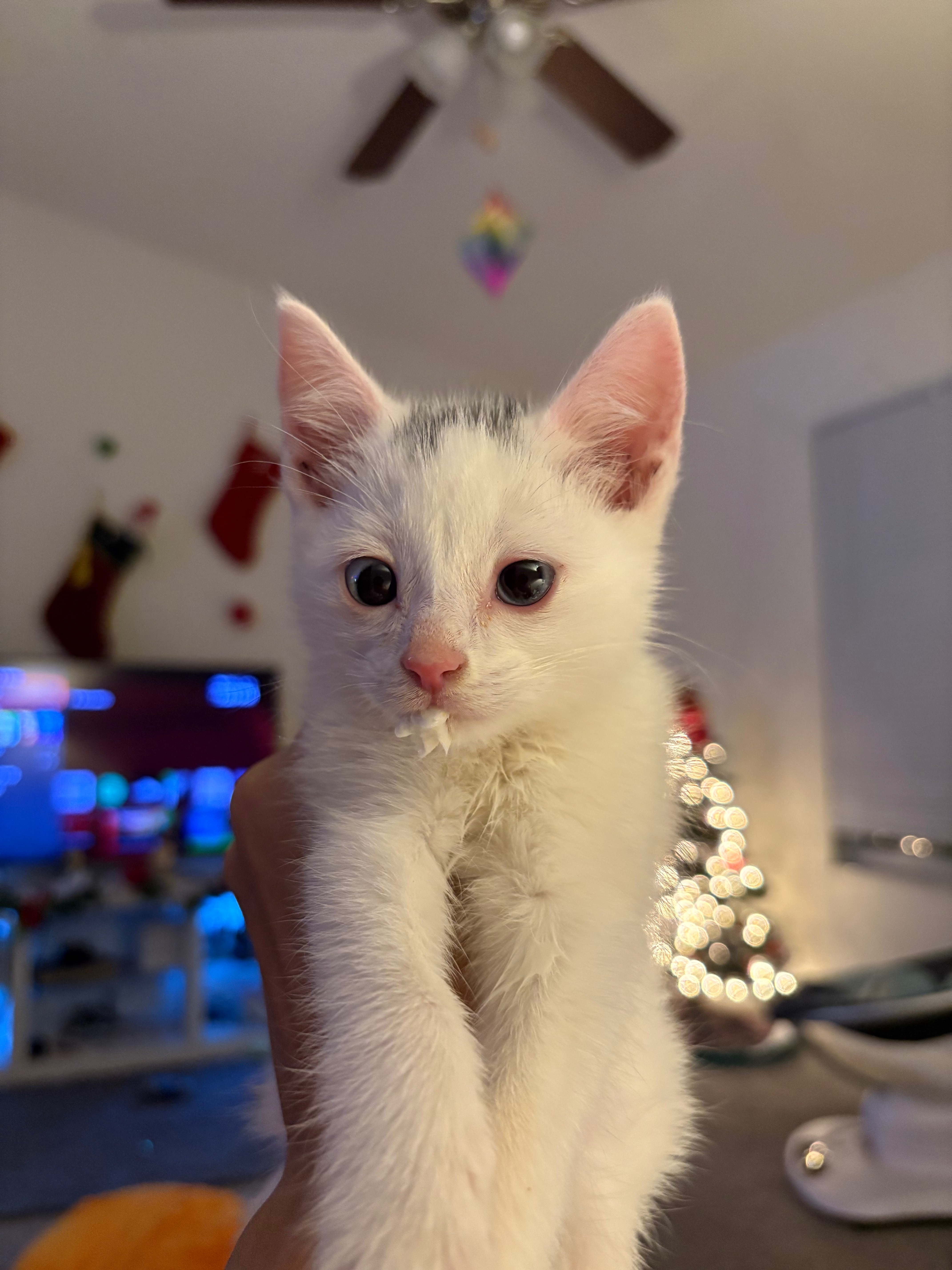Help With Frosty's Medical Care! :) campaign photo, 6 of 7