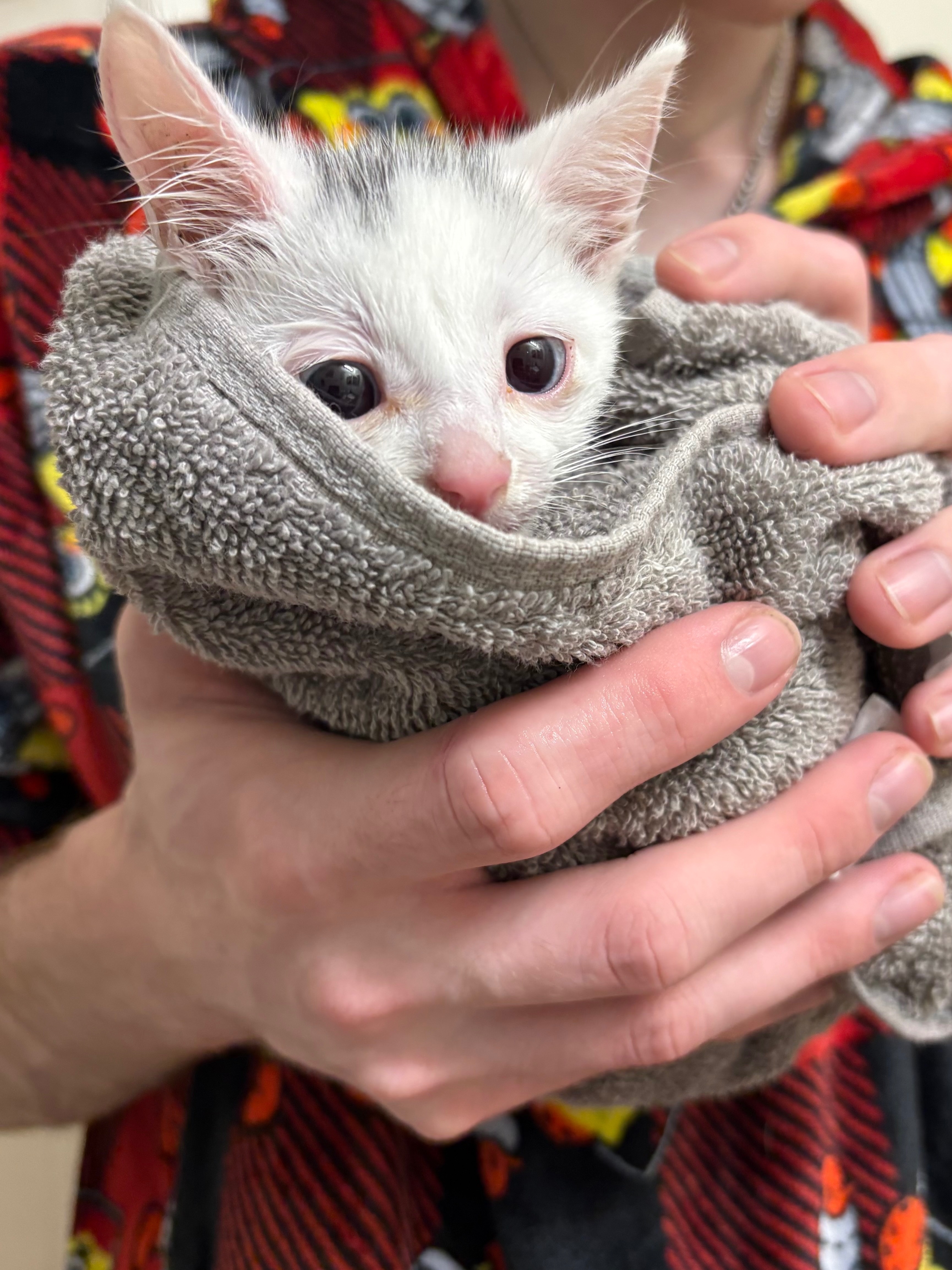 Help With Frosty's Medical Care! :) campaign photo, 2 of 7