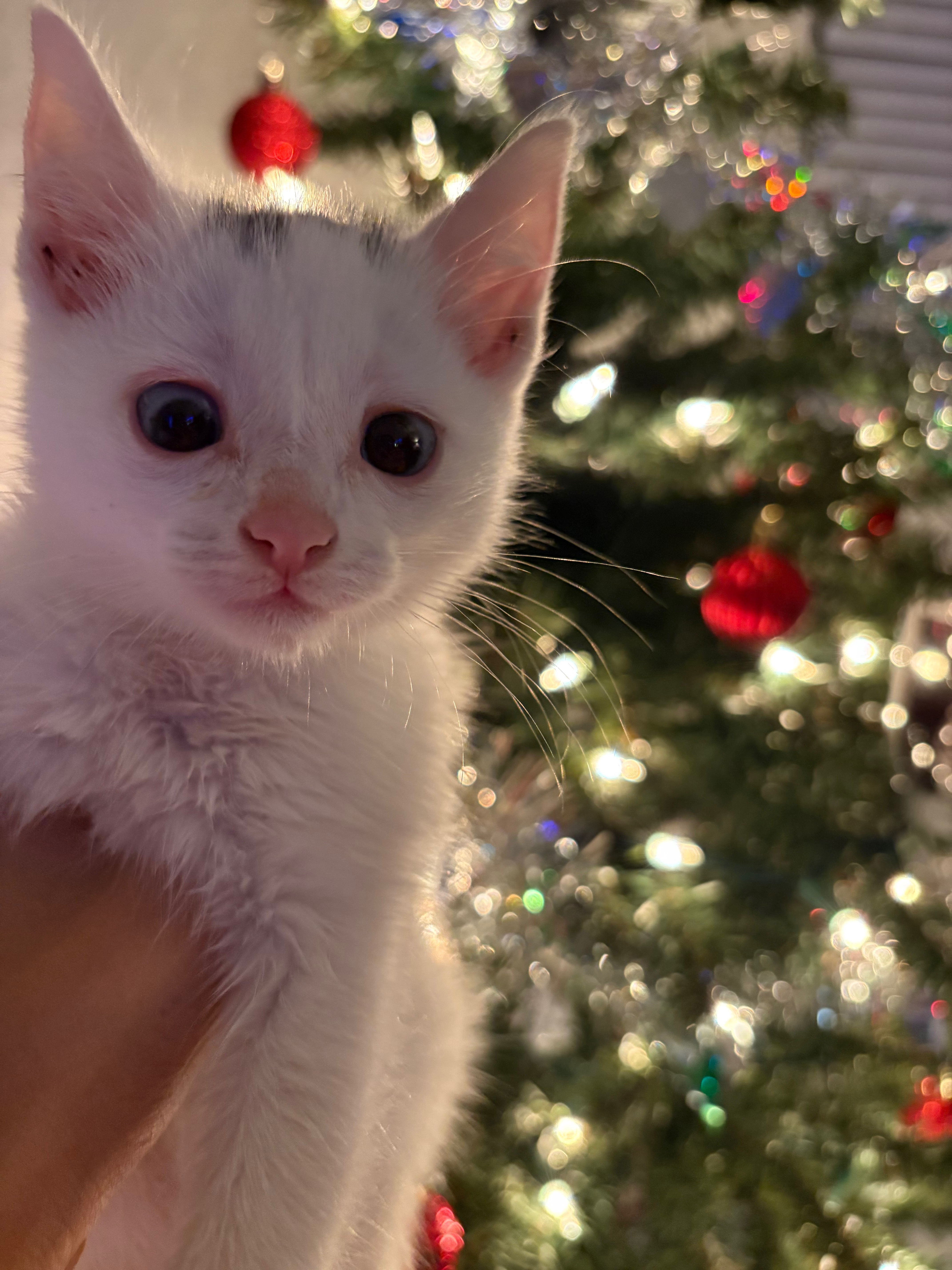 Help With Frosty's Medical Care! :) campaign photo, 4 of 7