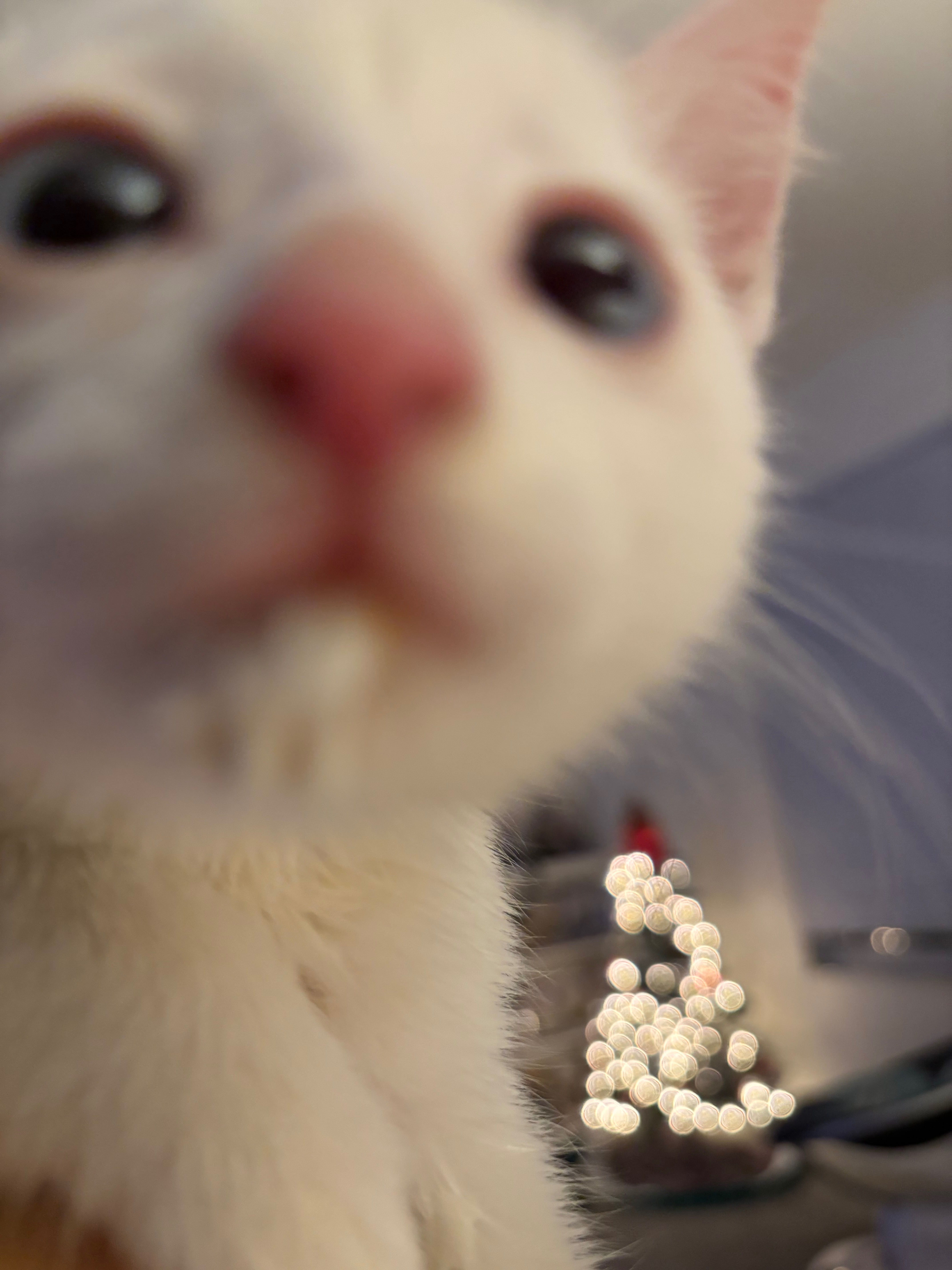 Help With Frosty's Medical Care! :) campaign photo, 5 of 7