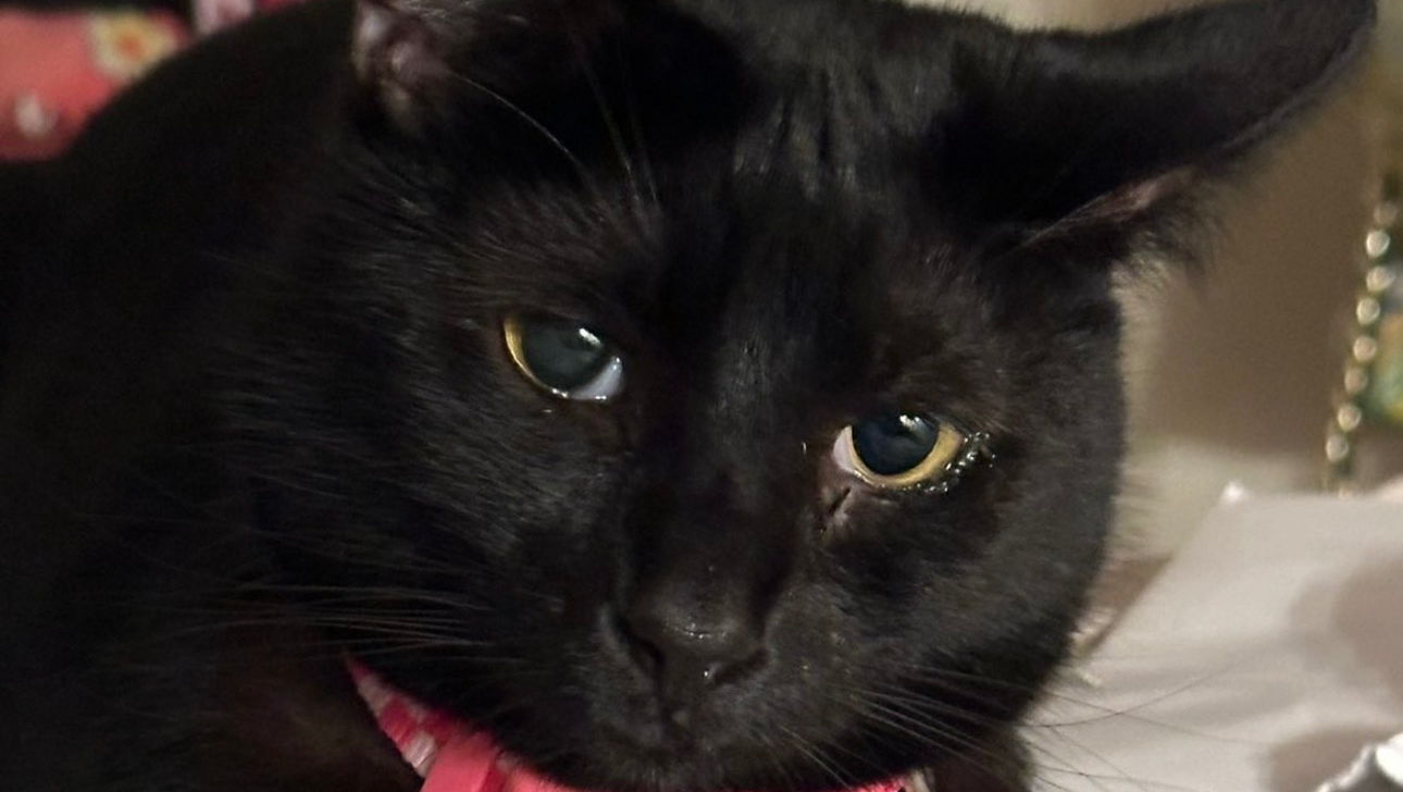 Care for Pupete: Fund Her Tooth Removal photo