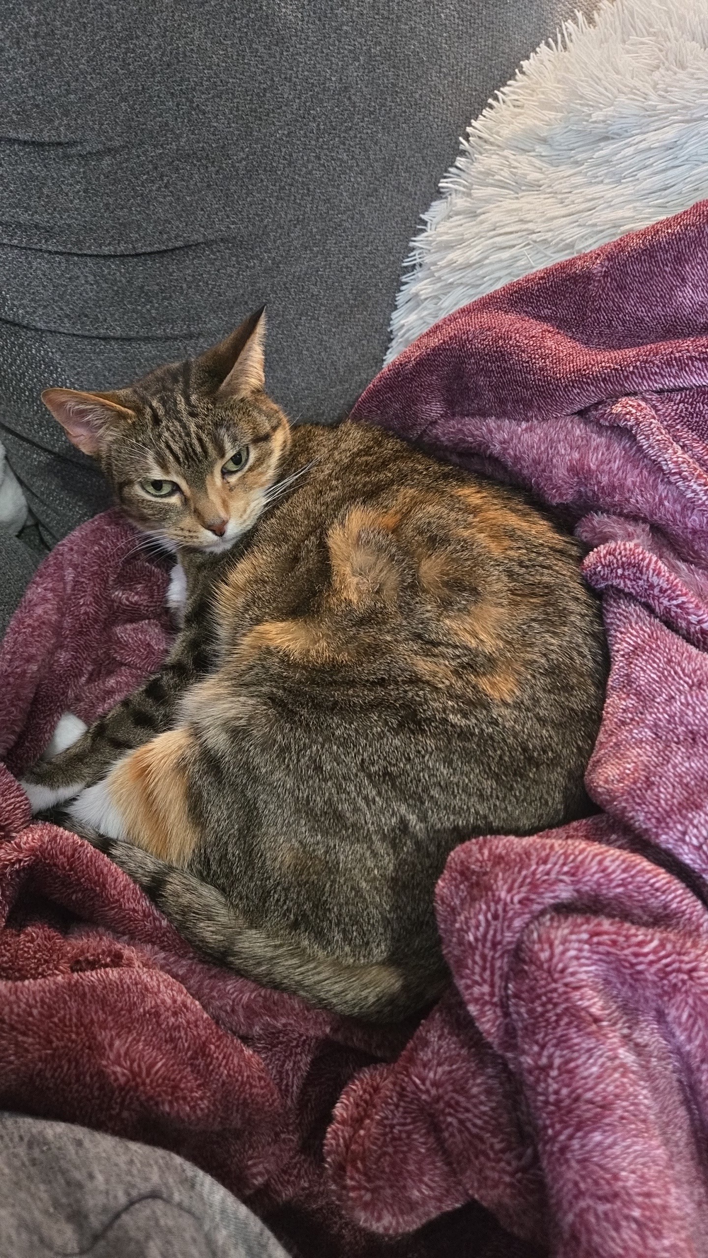 Help my Cat Have a Peaceful Passing campaign photo, 2 of 8